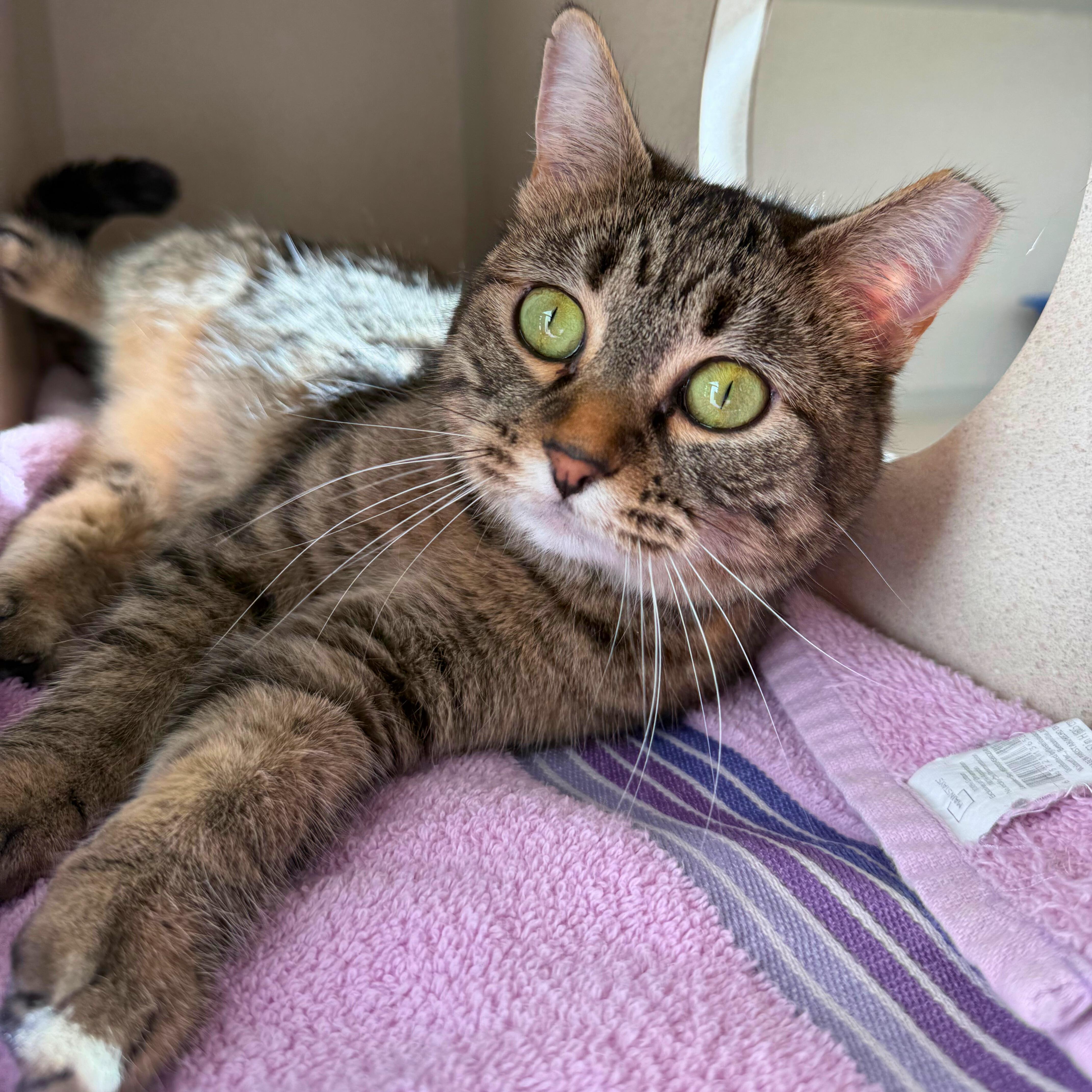 Enlarge Ninja, an adoptable Tabby in Ridgway, CO image 1/6