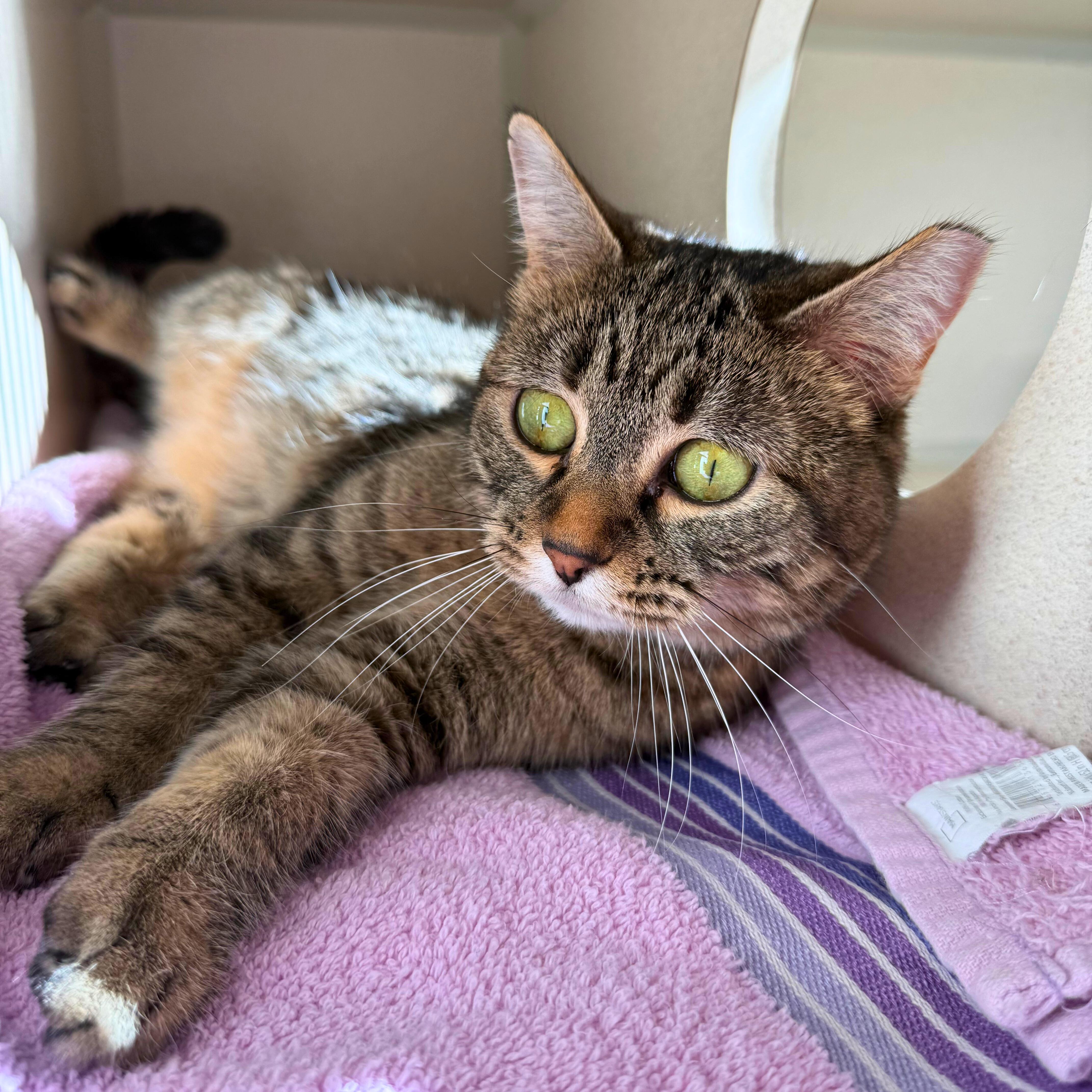 Enlarge Ninja, an adoptable Tabby in Ridgway, CO image 3/6