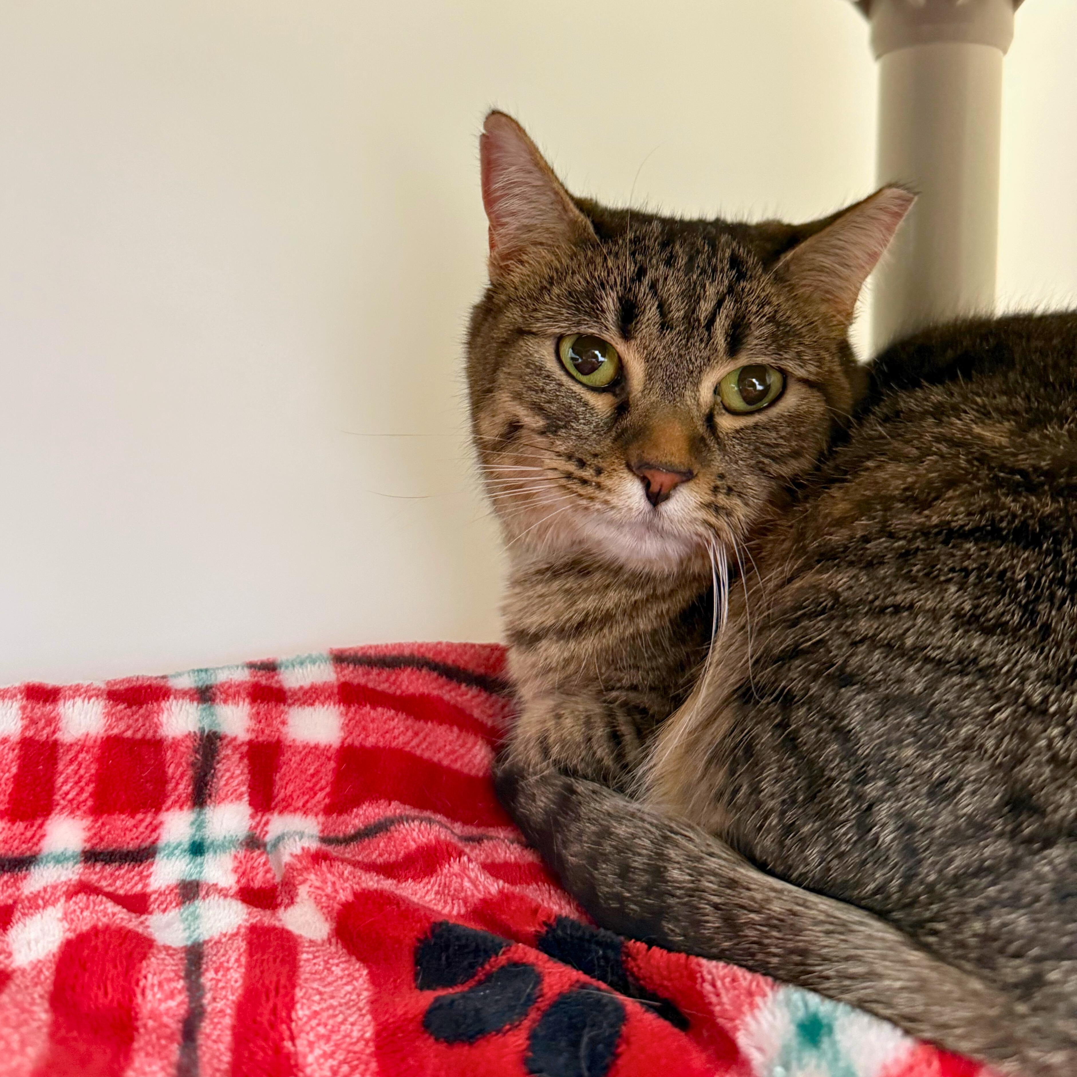 Enlarge Ninja, an adoptable Tabby in Ridgway, CO image 5/6