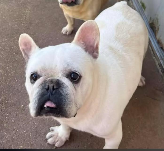 Gibbs in LA, Adoptable, Senior Male French Bulldog.