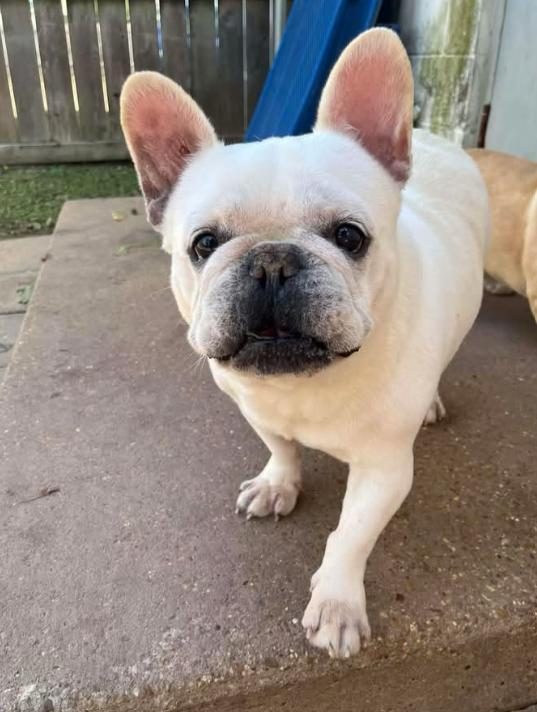 Gibbs in LA, a Adoptable French Bulldog in Cranston, RI image 2/2