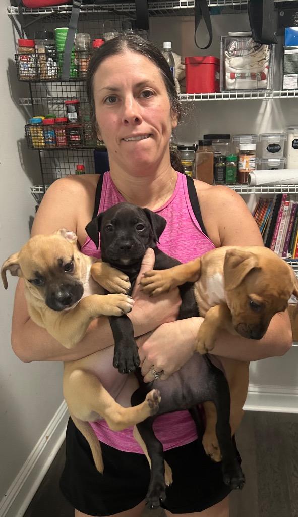 Fettuccini, Adoptable, Puppy Female Black Mouth Cur.