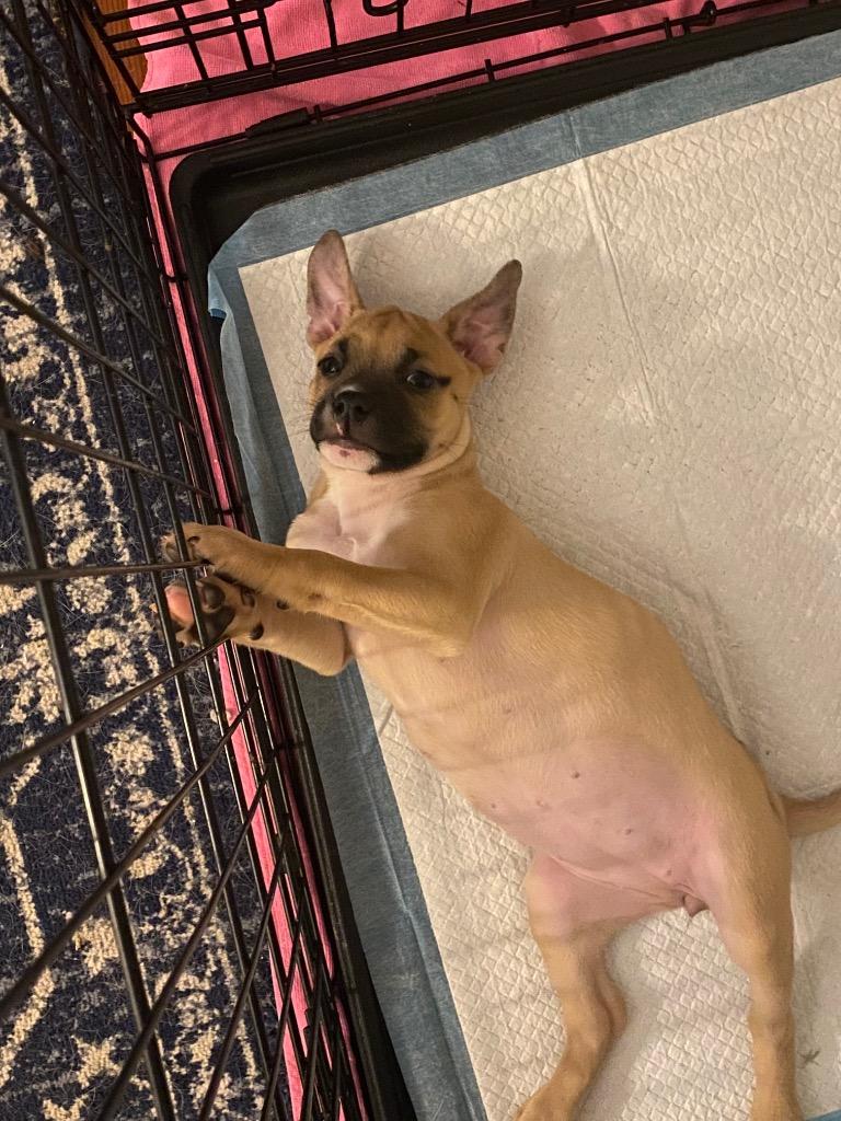 Enlarge Fettuccini, a Adoptable Black Mouth Cur in New Orleans, LA image 2/3