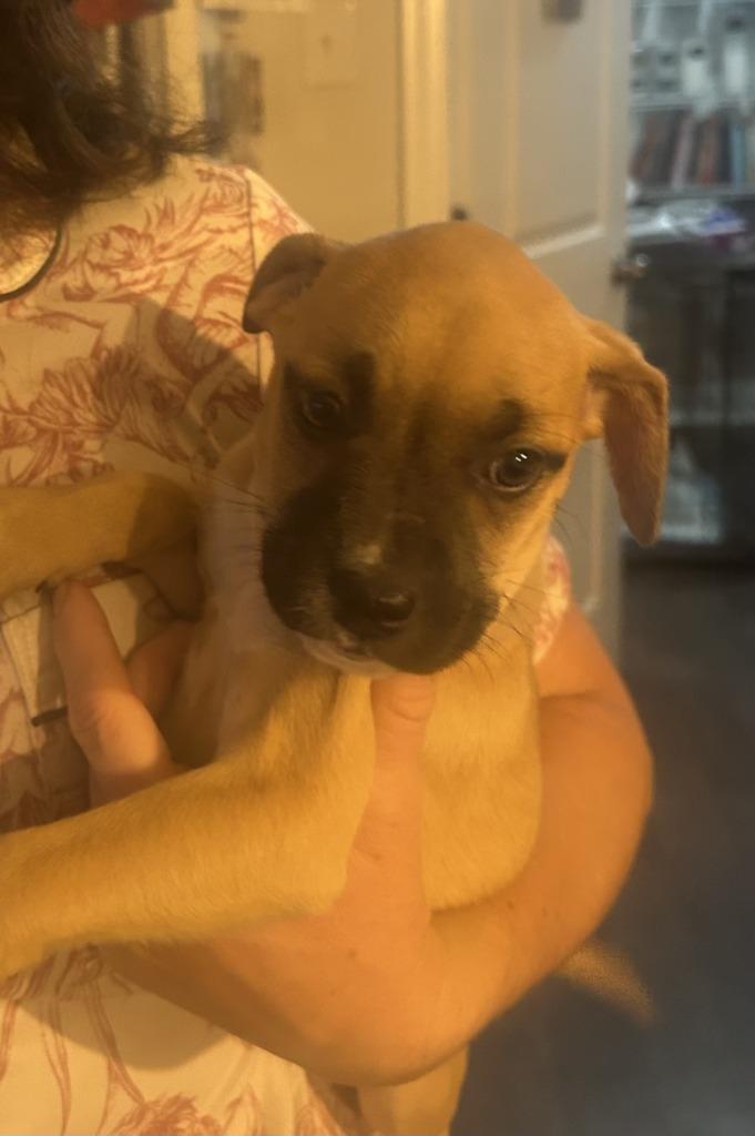 Enlarge Fettuccini, a Adoptable Black Mouth Cur in New Orleans, LA image 3/3