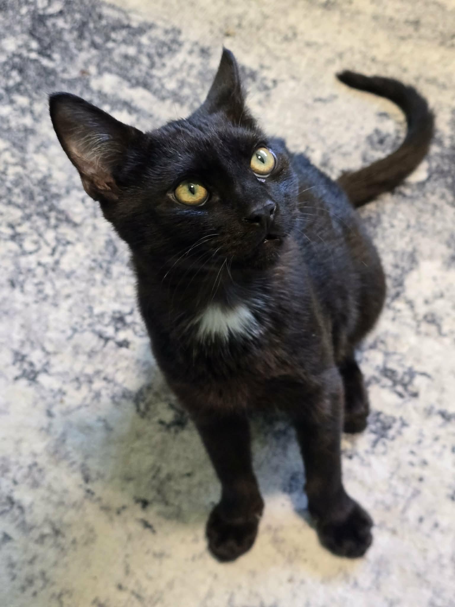 Enlarge Jetson, a Adoptable mixed breed in West Richland, WA image 3/3