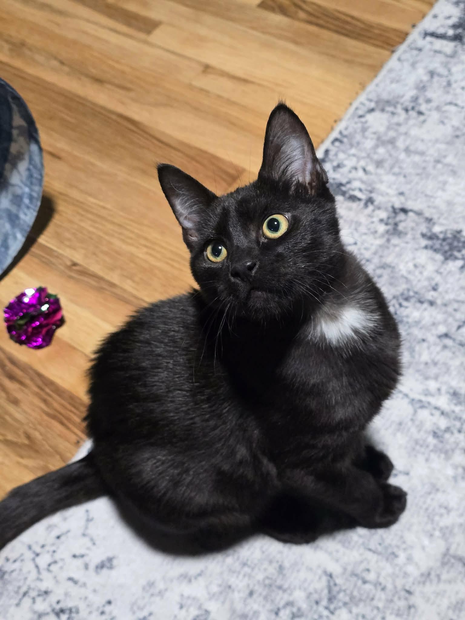 Enlarge Jetson, a Adoptable mixed breed in West Richland, WA image 1/3