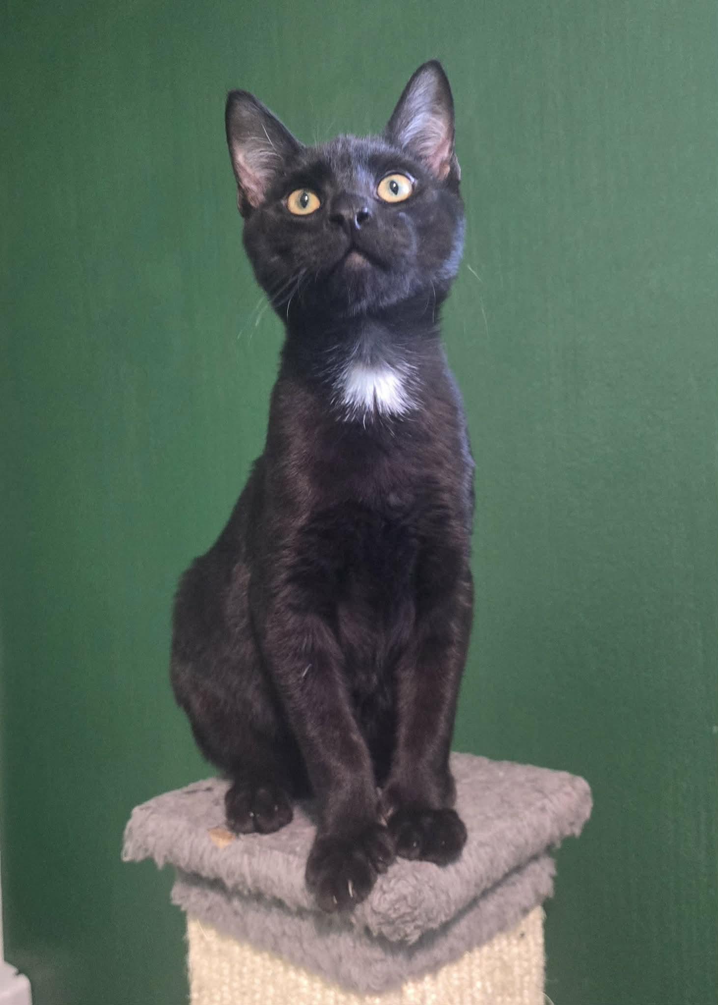 Enlarge Jetson, a Adoptable mixed breed in West Richland, WA image 2/3