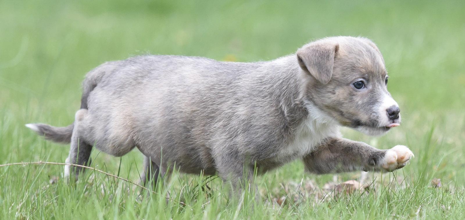 Enlarge Benny, a Adoptable mixed breed in Mechanicsburg, PA image 1/3