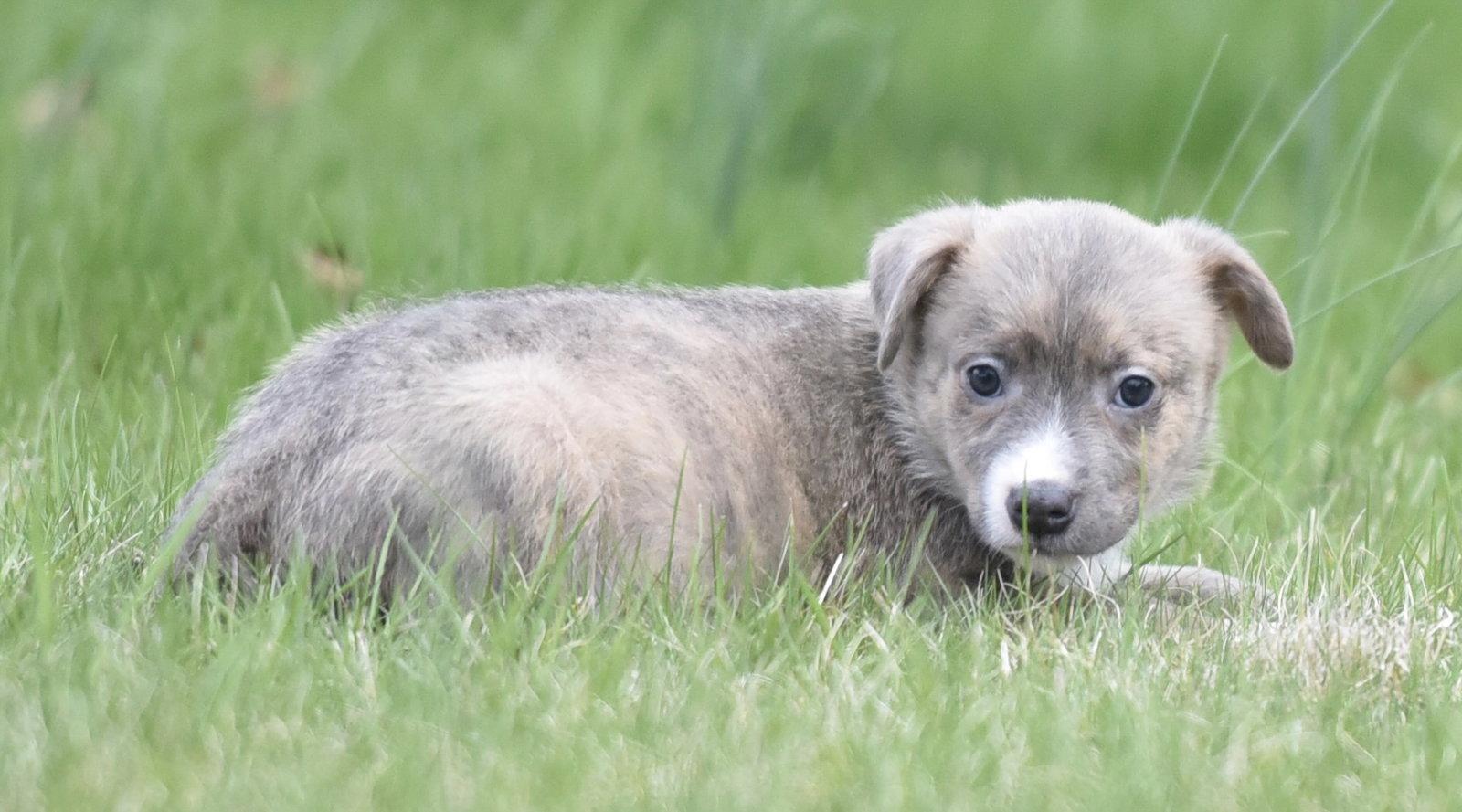 Enlarge Benny, a Adoptable mixed breed in Mechanicsburg, PA image 2/3