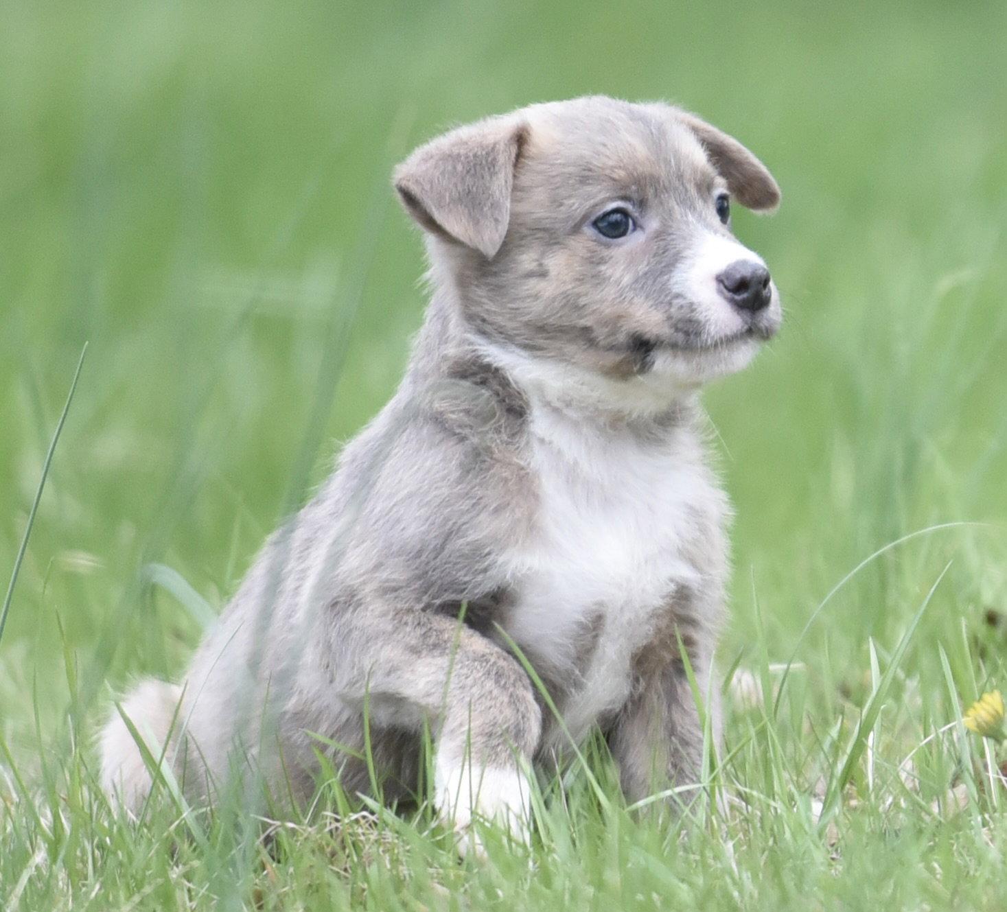 Enlarge Benny, a Adoptable mixed breed in Mechanicsburg, PA image 3/3