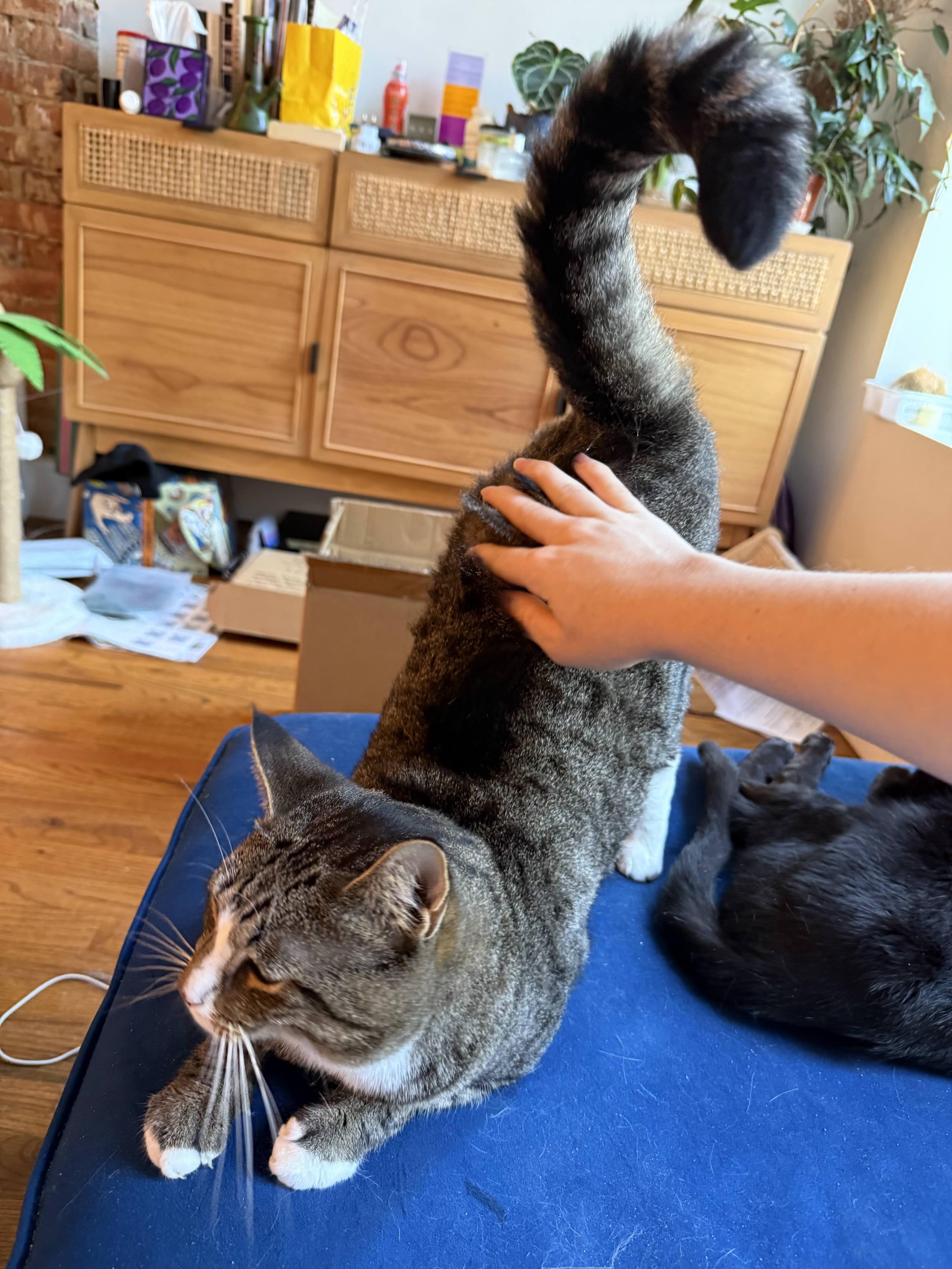 Enlarge Dilly, a ADOPTABLE Domestic Short Hair in brooklyn, NY image 2/6