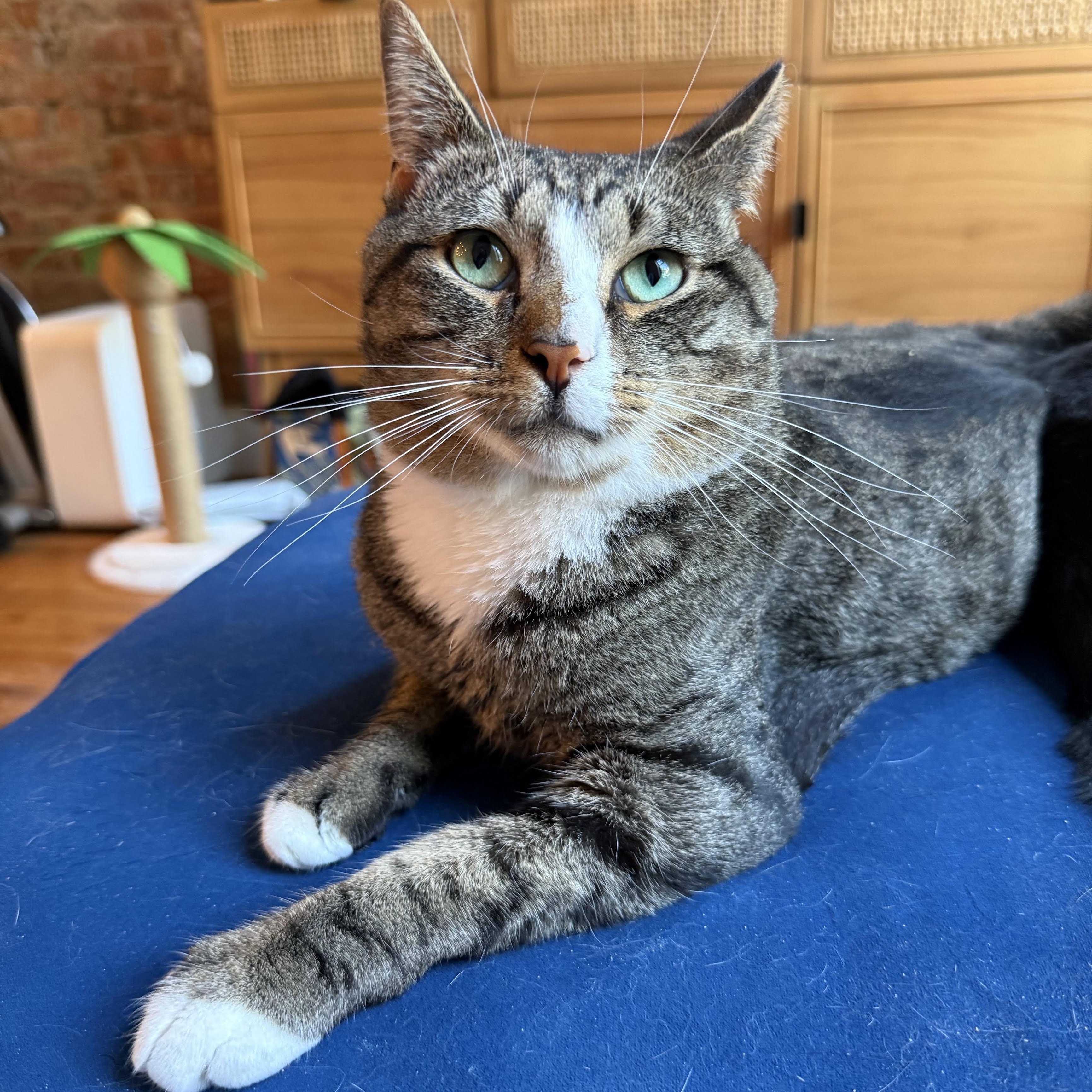 Dilly, ADOPTABLE, Young Male Domestic Short Hair.