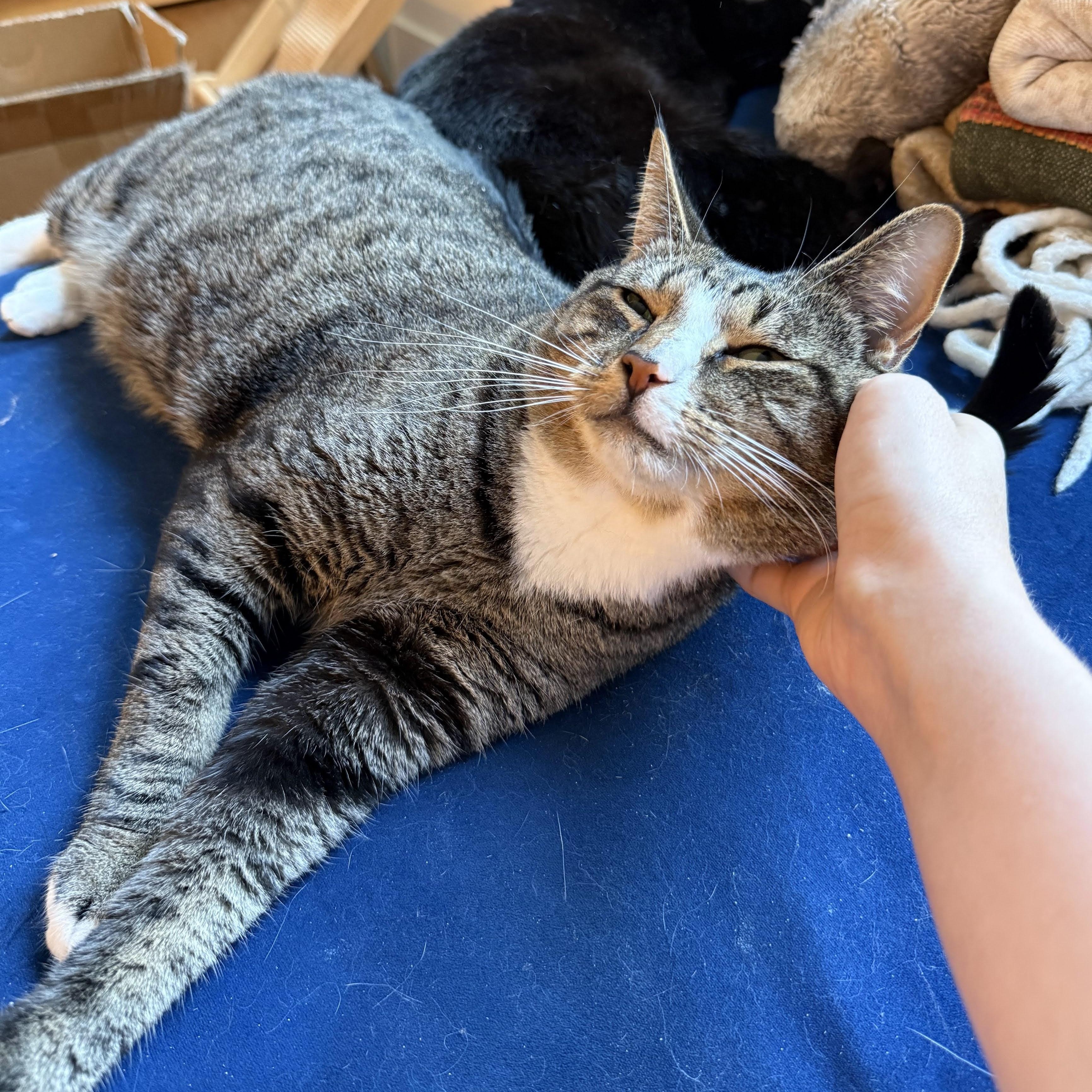 Enlarge Dilly, a ADOPTABLE Domestic Short Hair in brooklyn, NY image 3/6