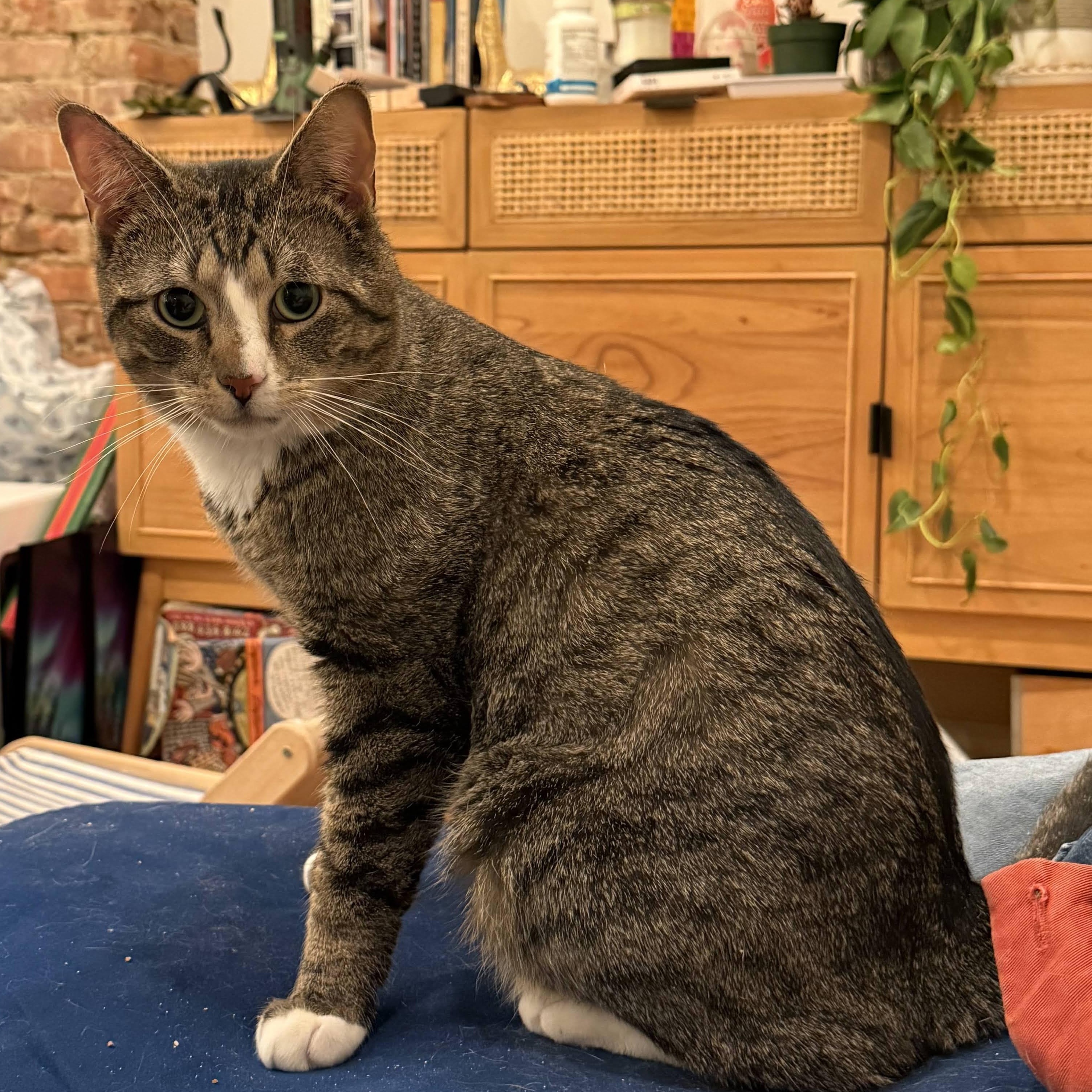 Enlarge Dilly, a ADOPTABLE Domestic Short Hair in brooklyn, NY image 5/6