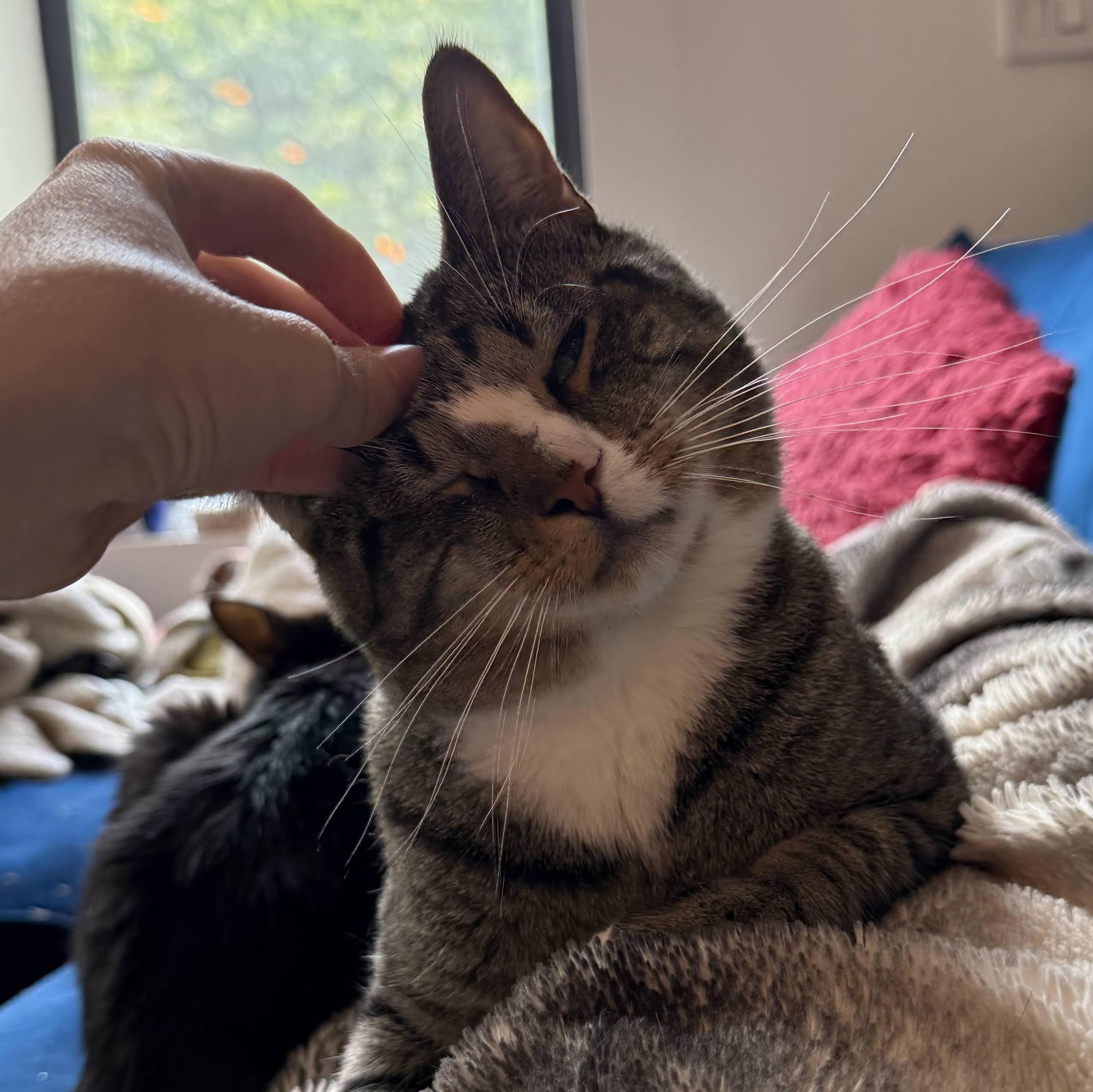 Enlarge Dilly, a ADOPTABLE Domestic Short Hair in brooklyn, NY image 4/6