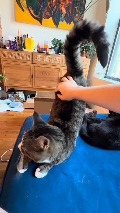 Enlarge Dilly, a ADOPTABLE Domestic Short Hair in brooklyn, NY video 6/6