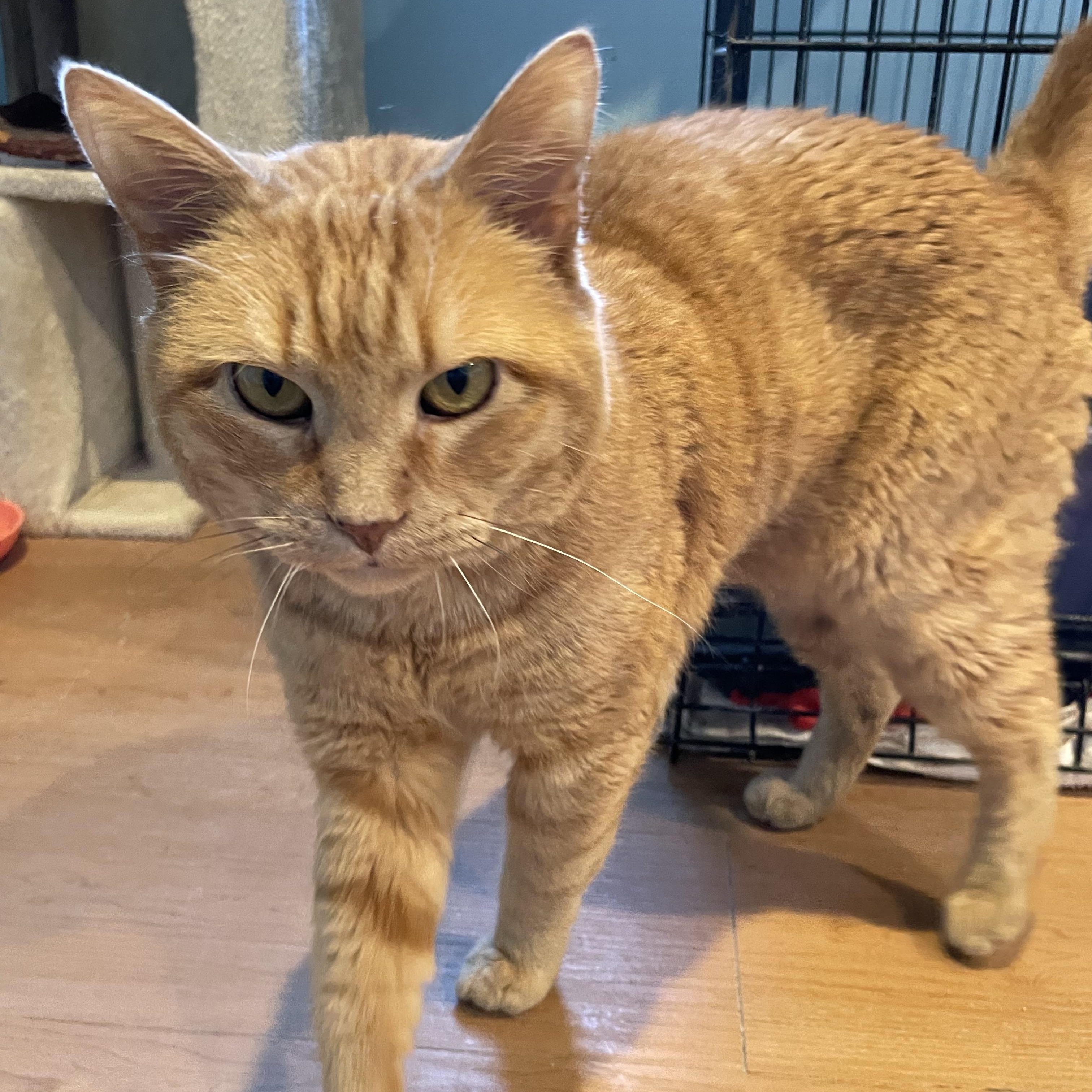 Enlarge Muffy, a Adopted Domestic Short Hair in Wells, ME image 3/6