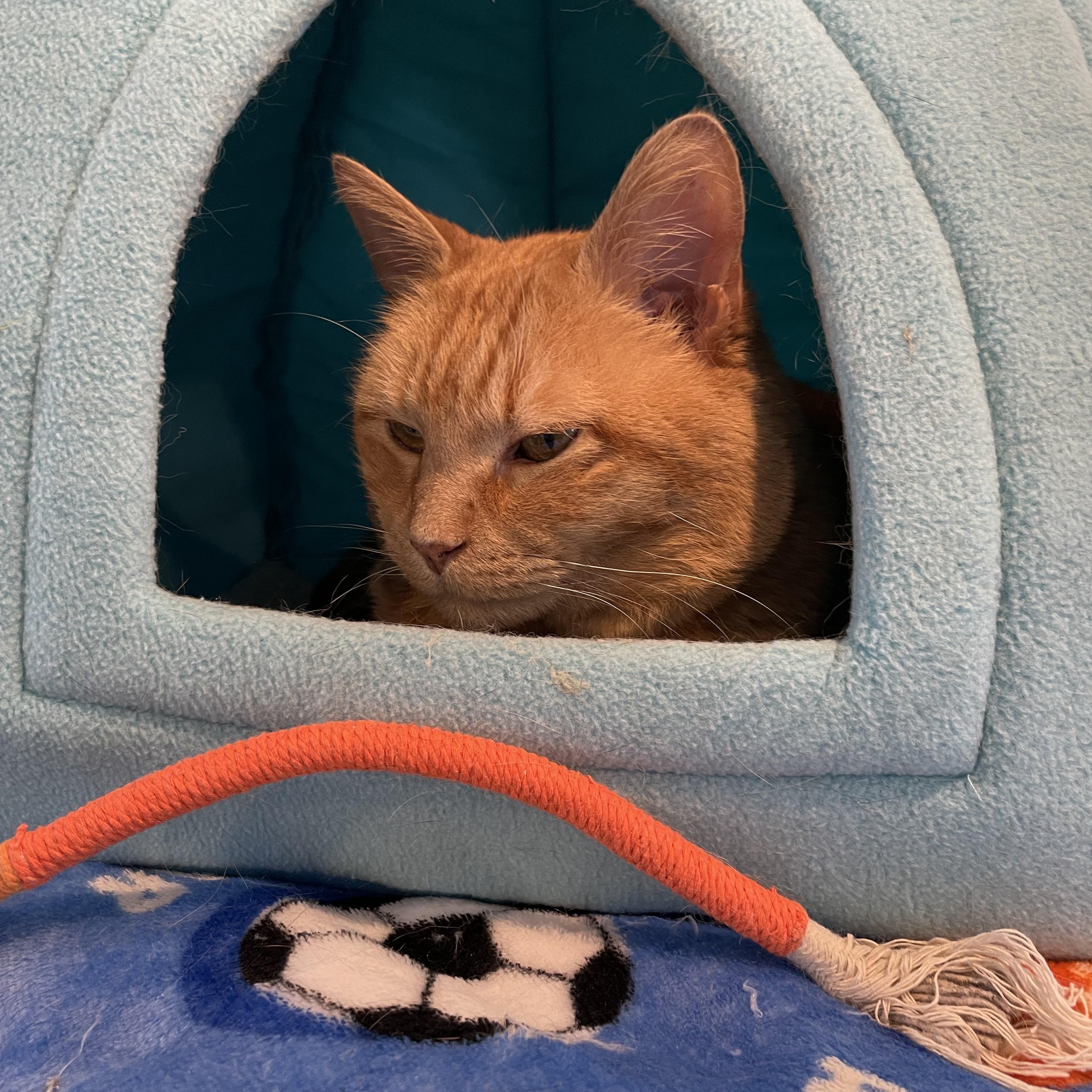 Enlarge Muffy, a Adopted Domestic Short Hair in Wells, ME image 4/6