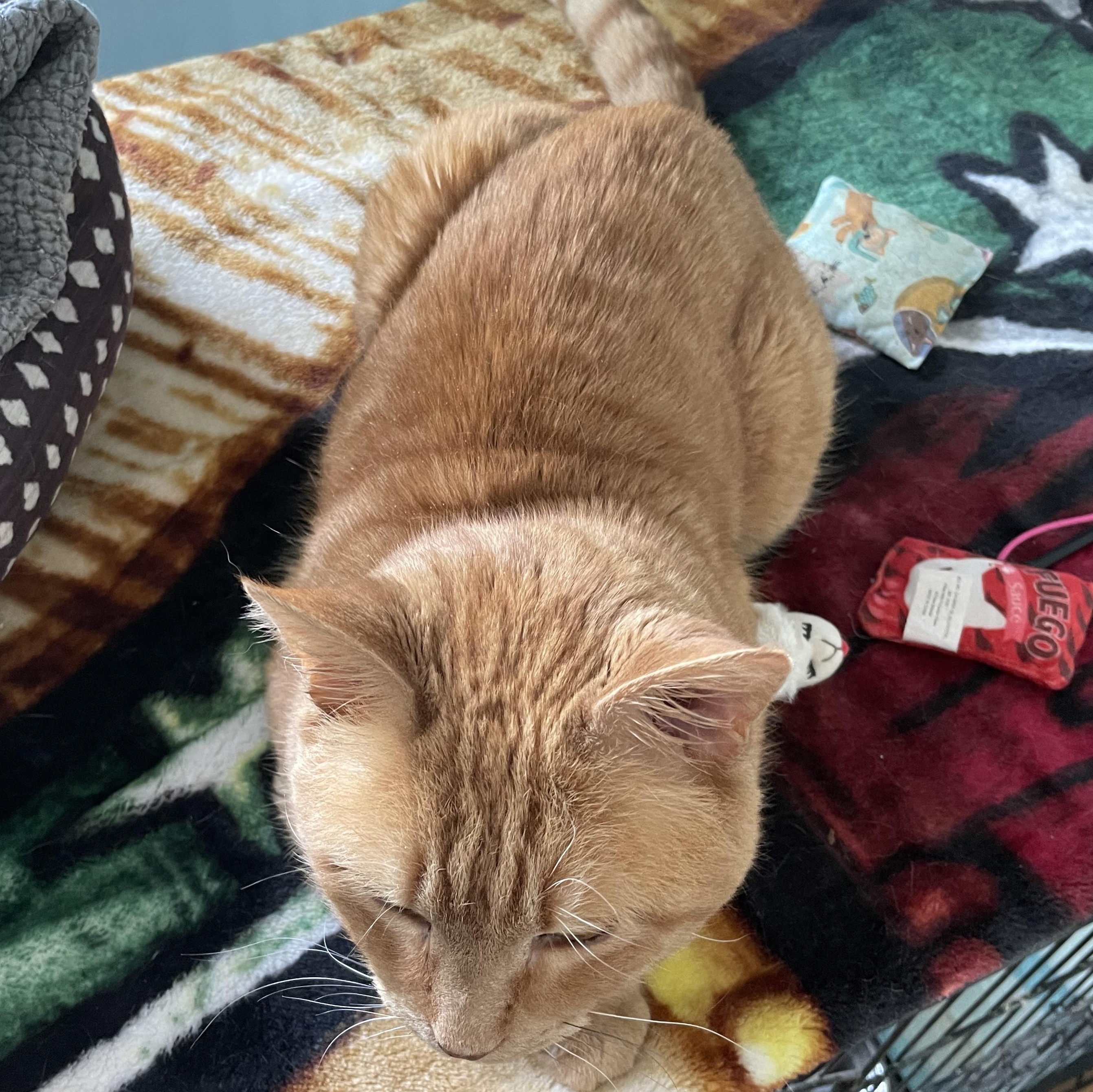 Enlarge Muffy, a Adopted Domestic Short Hair in Wells, ME image 6/6