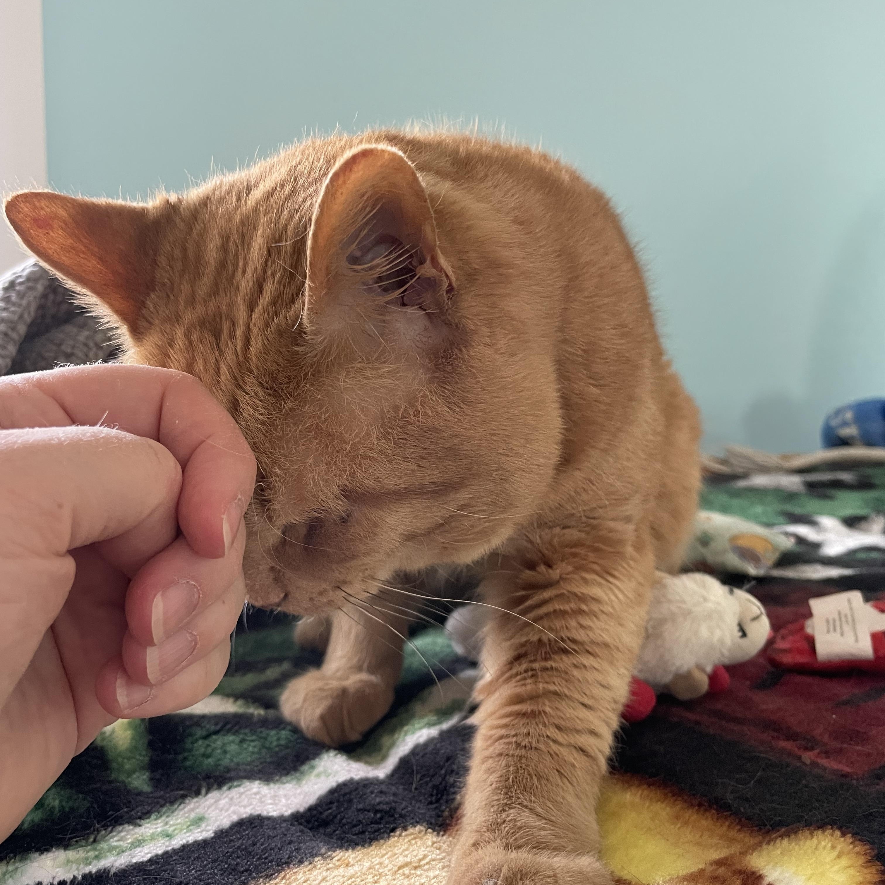 Enlarge Muffy, a Adopted Domestic Short Hair in Wells, ME image 5/6