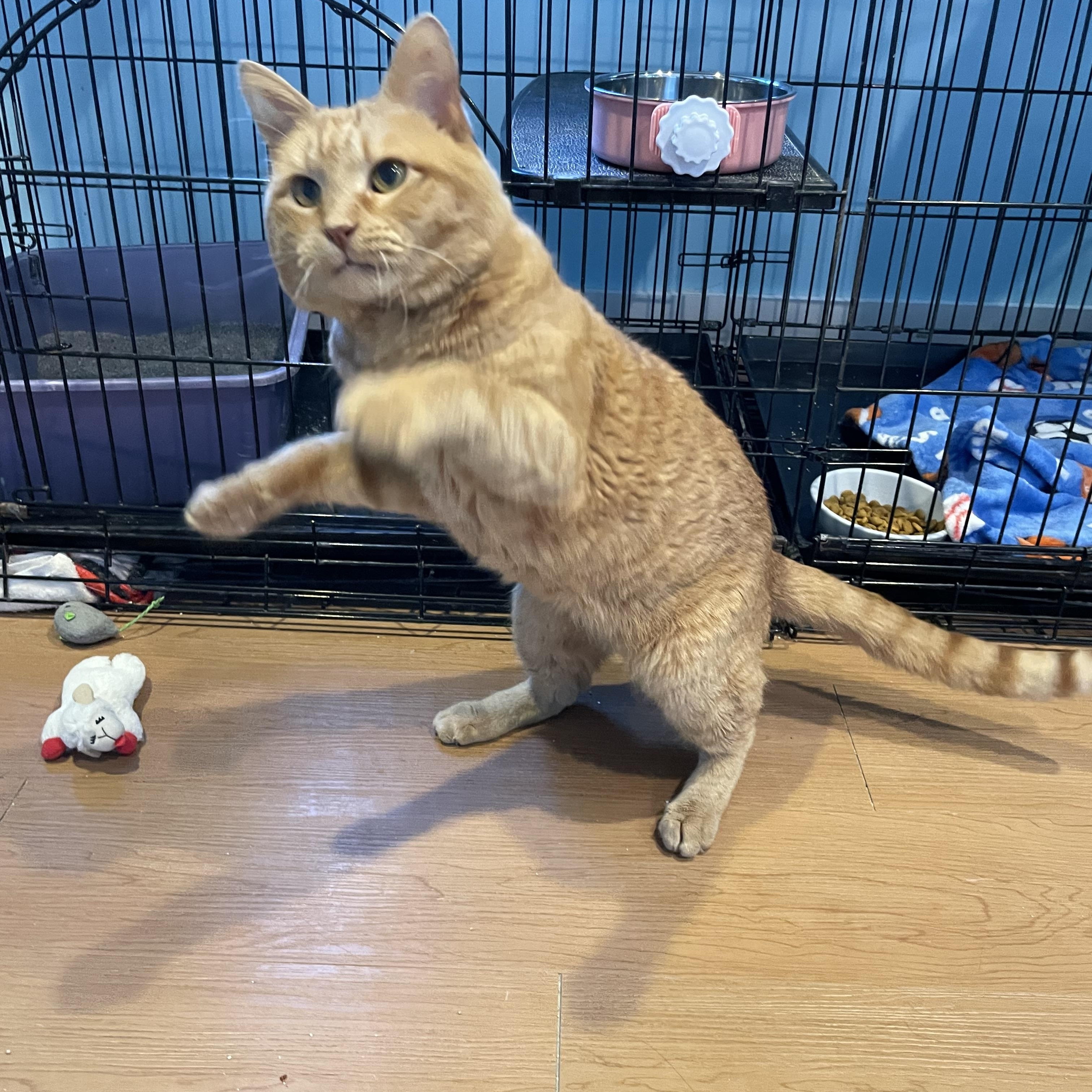 Enlarge Muffy, a Adopted Domestic Short Hair in Wells, ME image 2/6