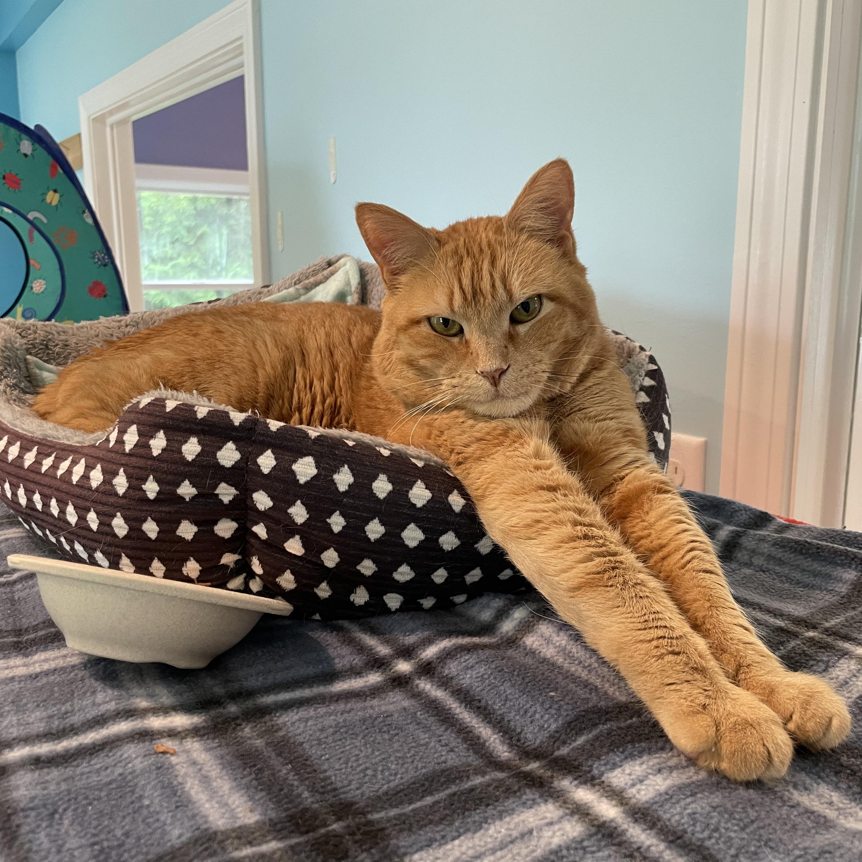 Muffy, Adopted, Adult Male Domestic Short Hair.