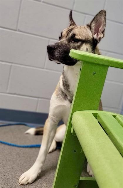 COCO, Adoptable, Young Male German Shepherd Dog & Siberian Husky.