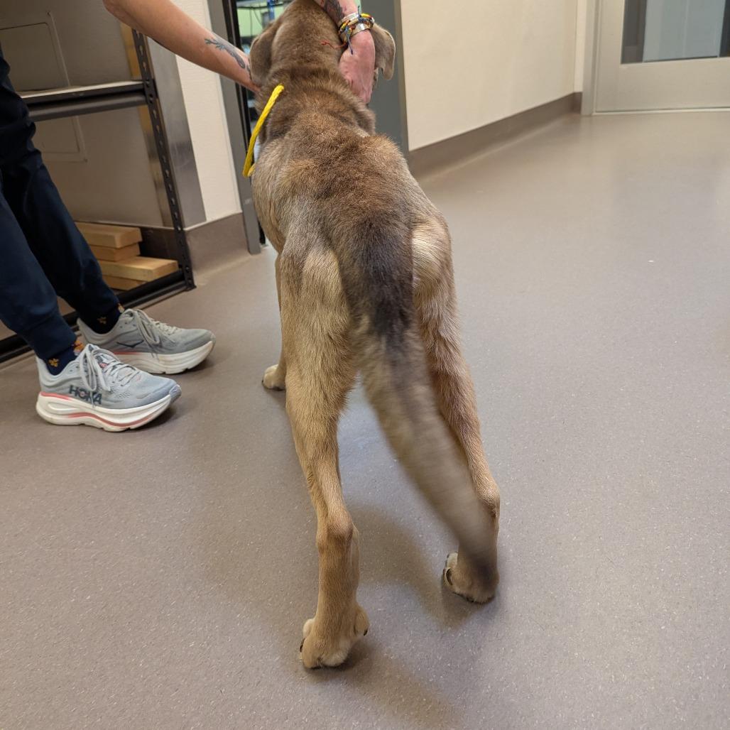 Tyler, Adoptable, Adult Male Shepherd & Mixed Breed.