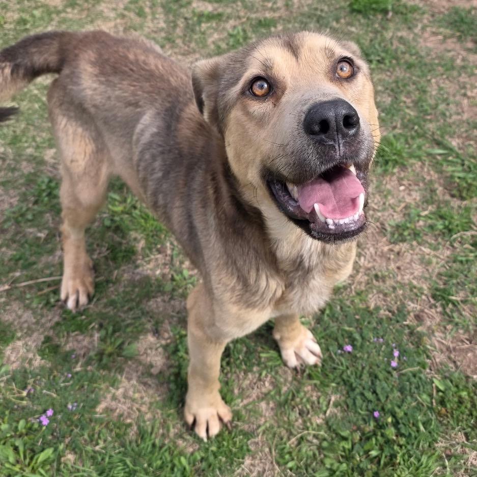 Enlarge Tyler, a Adoptable mixed breed in Norman, OK image 2/6