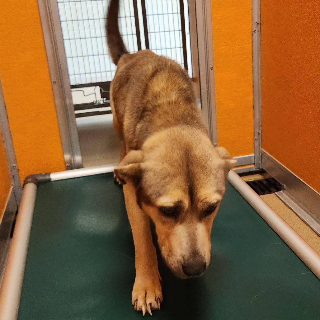 Enlarge Tyler, a Adoptable mixed breed in Norman, OK image 5/6