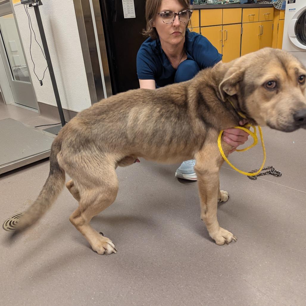 Enlarge Tyler, a Adoptable mixed breed in Norman, OK image 6/6