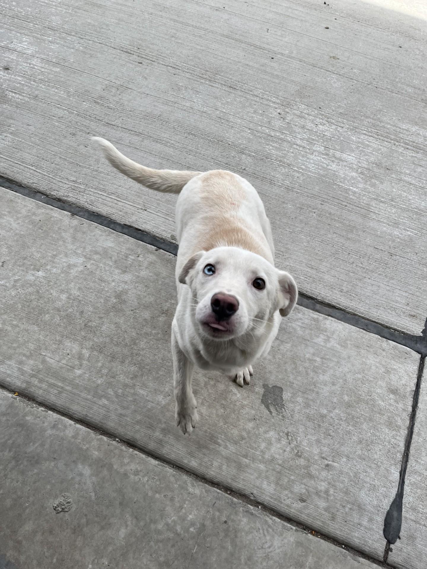 Ghost, adopted, Young Male Husky & Chihuahua.