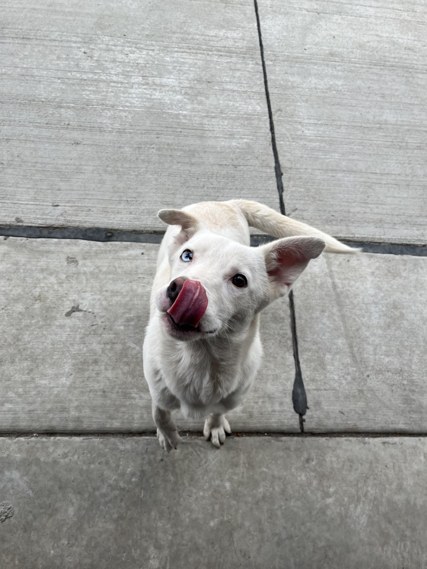 Enlarge Ghost, an adopted mixed breed in Lincoln Park, MI image 2/2