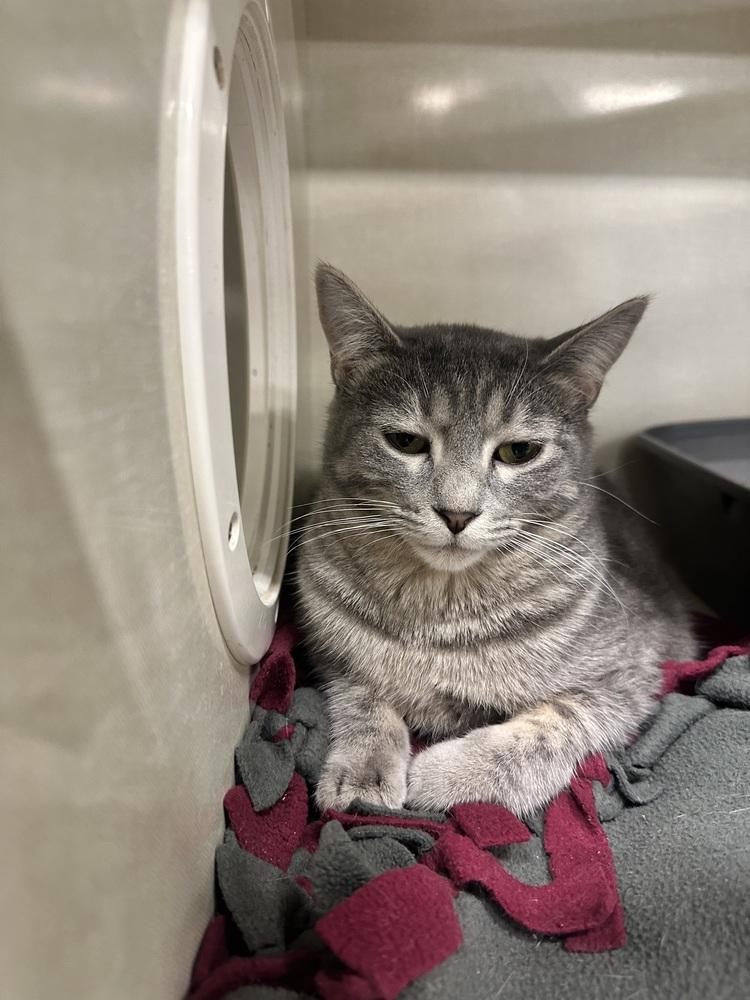 Aspen, Adoptable, Young Female Domestic Short Hair.