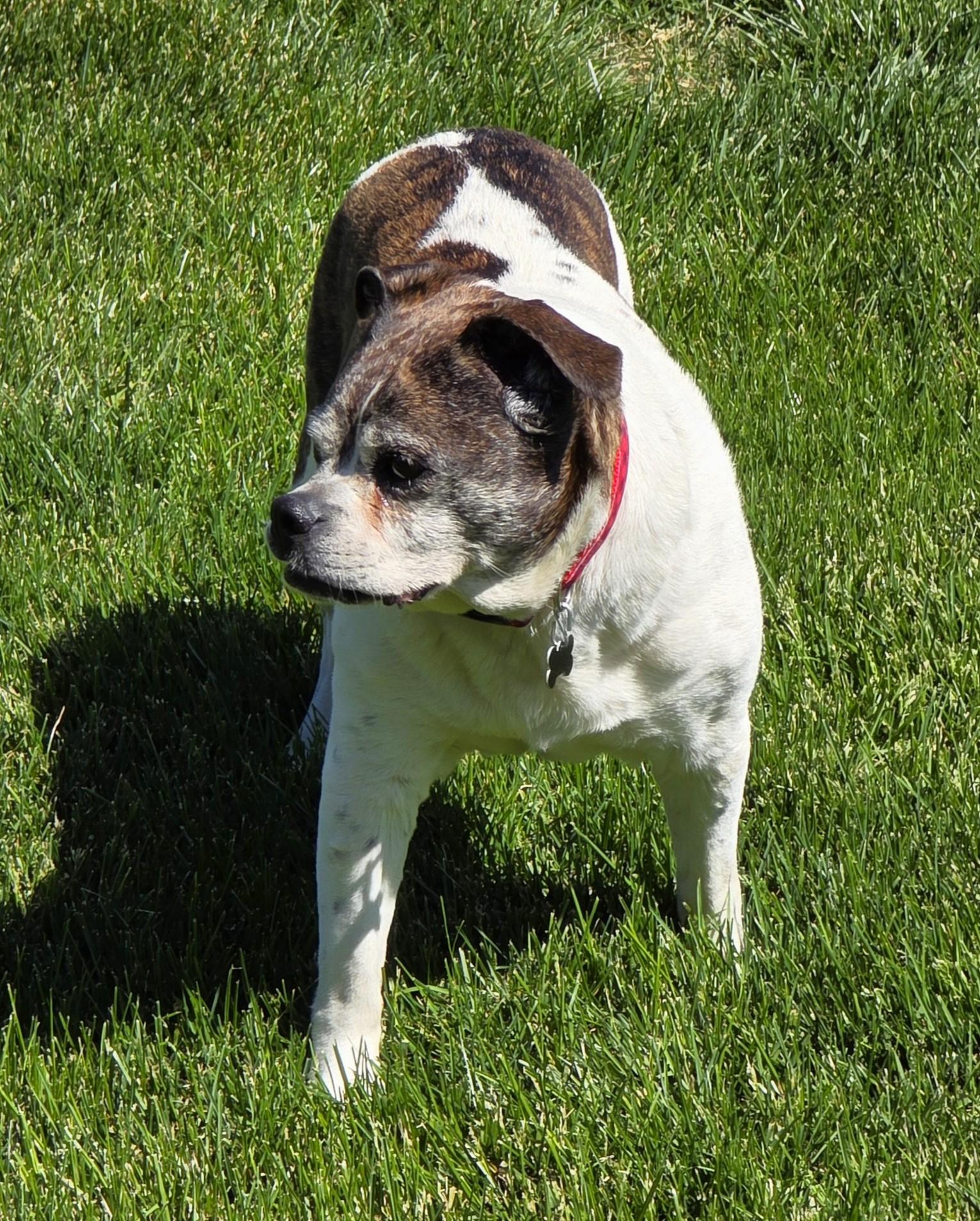 Annie, a ADOPTABLE mixed breed in Lisbon, IA image 5/6