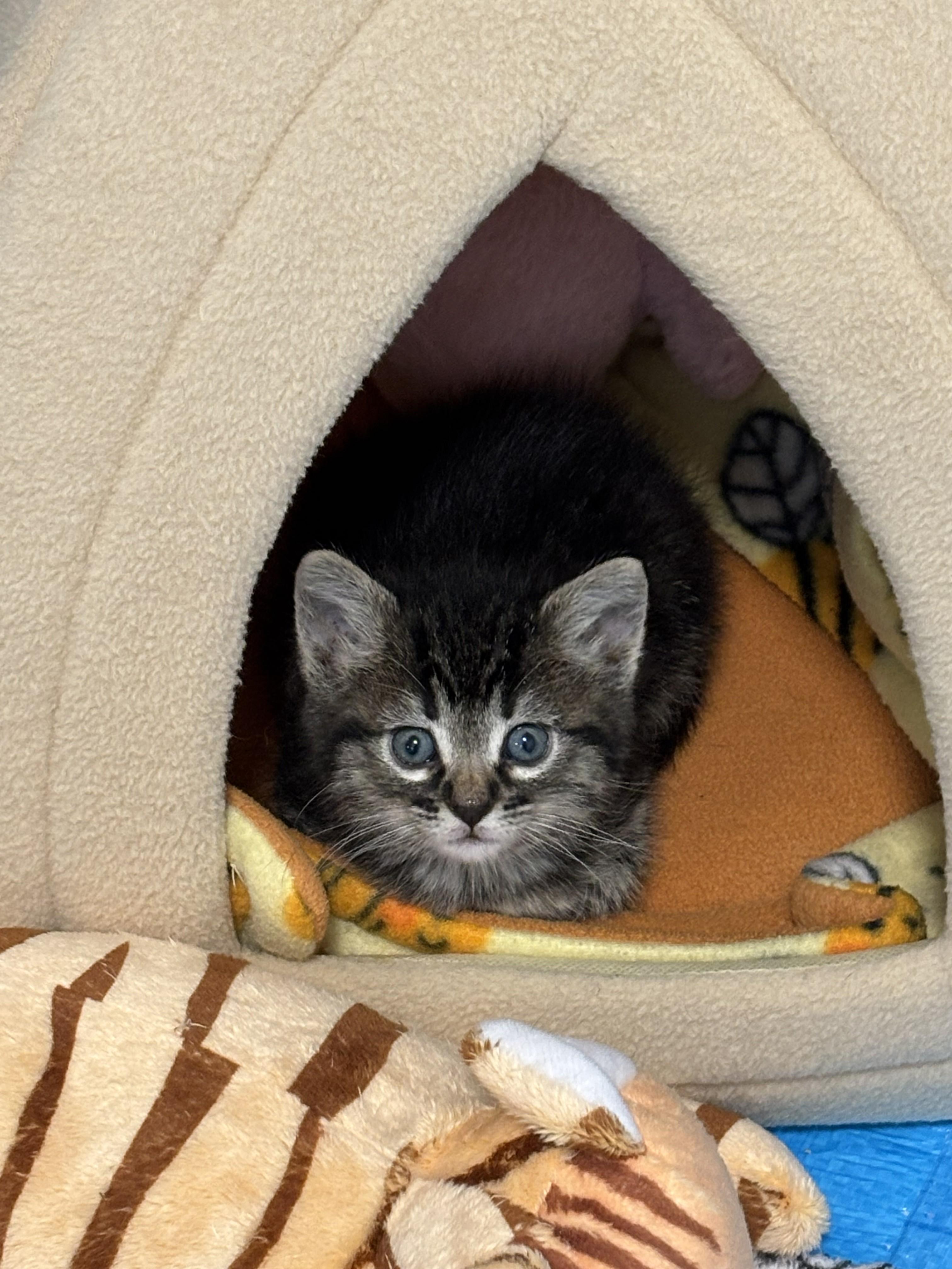 Willow, a ADOPTABLE Domestic Short Hair in Salt Lake City, UT image 5/5