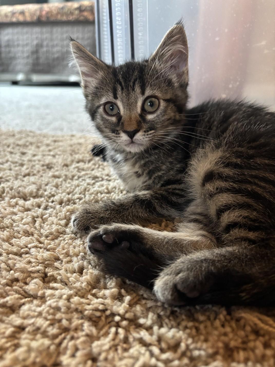 Willow, a ADOPTABLE Domestic Short Hair in Salt Lake City, UT image 3/5