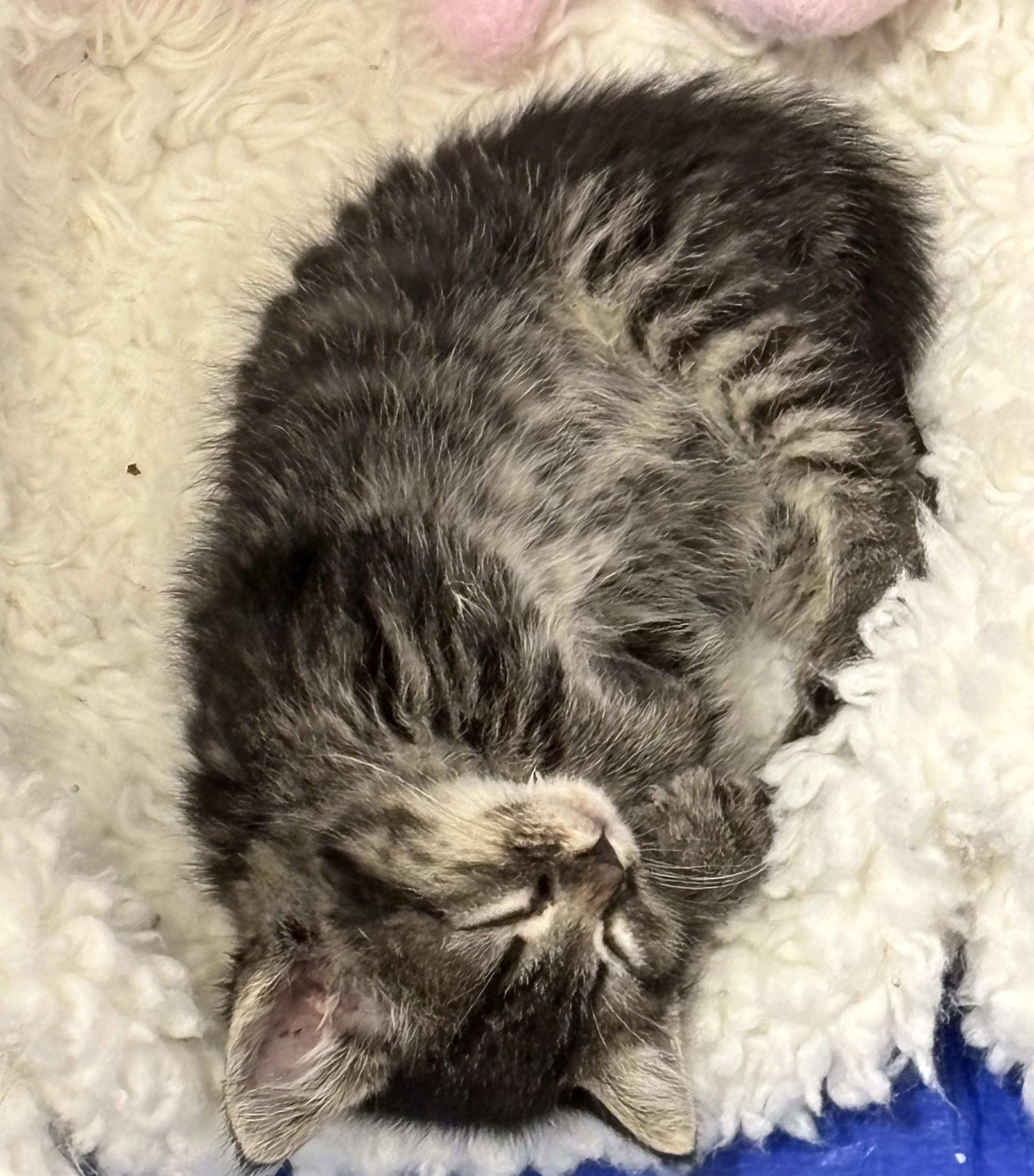 Willow, a ADOPTABLE Domestic Short Hair in Salt Lake City, UT image 4/5