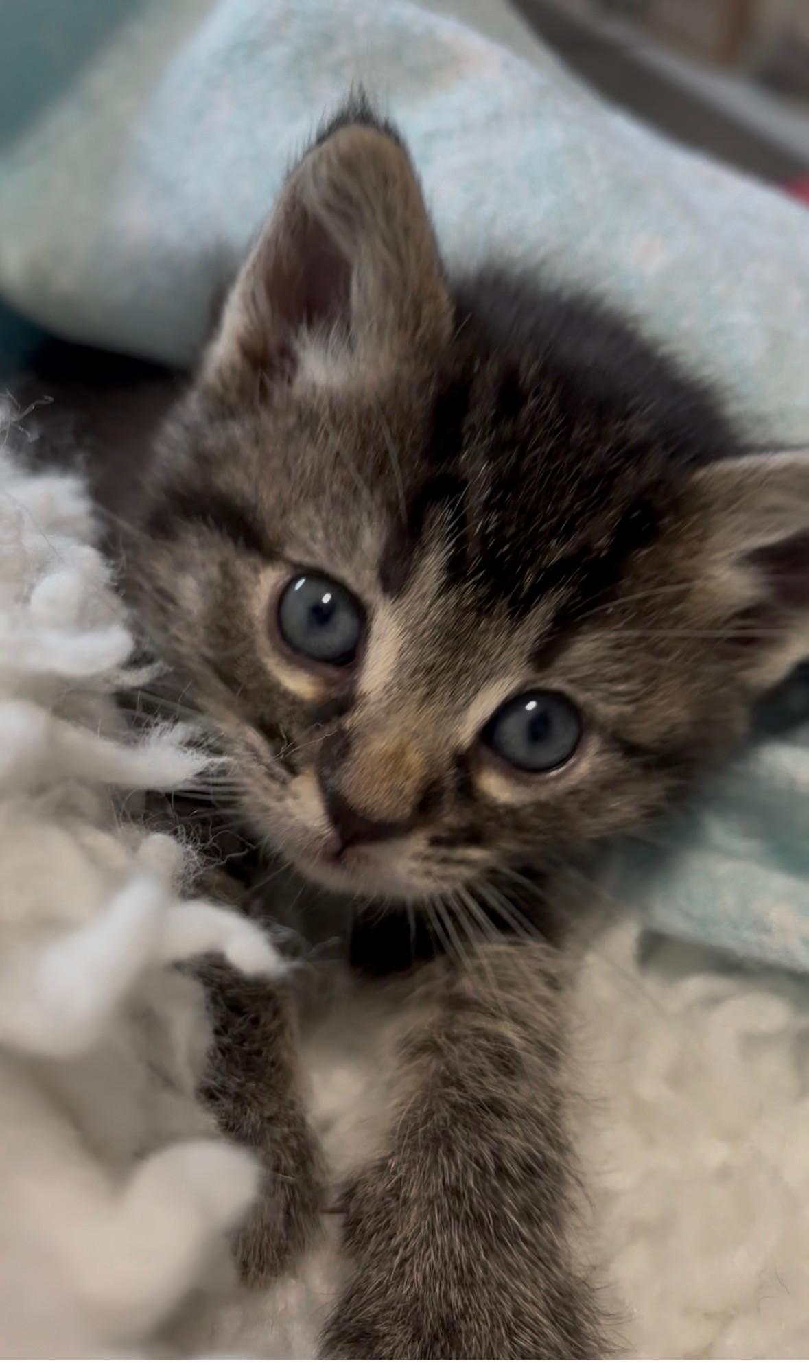Willow, a ADOPTABLE Domestic Short Hair in Salt Lake City, UT image 2/5