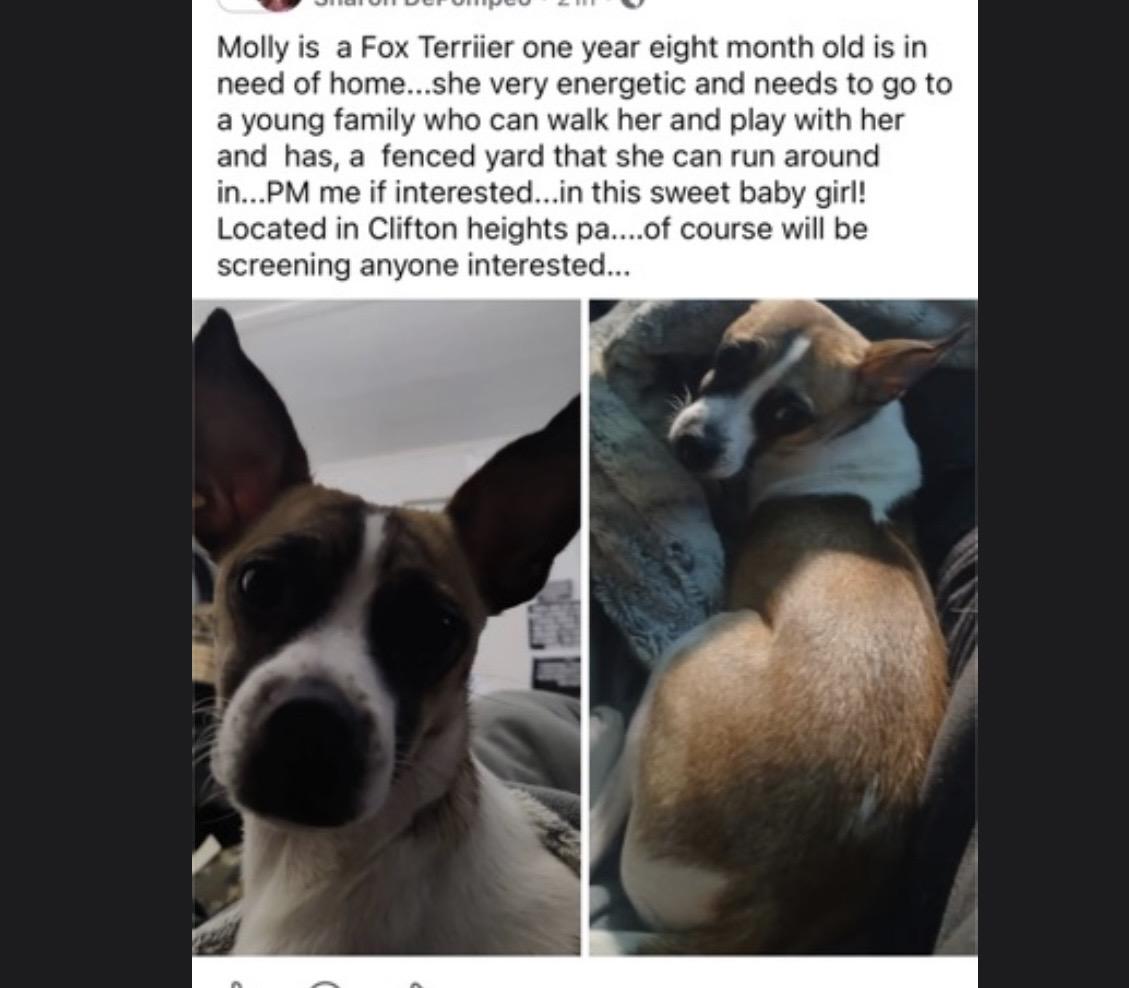 Molly - loving young  , ADOPTABLE, Young Female Fox Terrier.