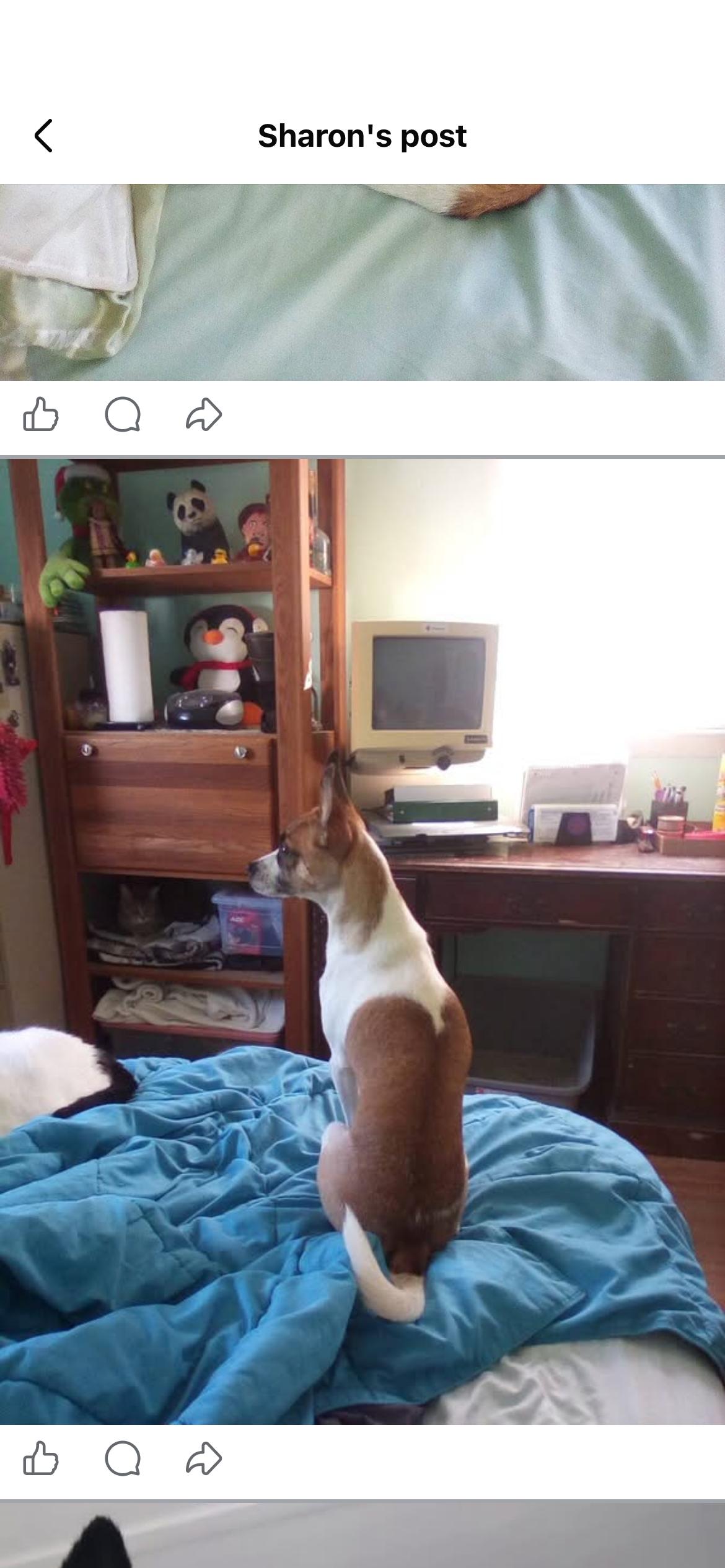 Molly - loving young fox terrier, a ADOPTABLE Fox Terrier in West Chester, PA image 4/6