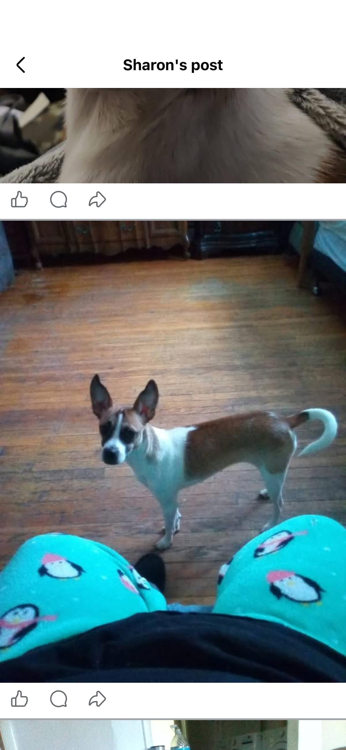 Molly - loving young fox terrier, a ADOPTABLE Fox Terrier in West Chester, PA image 6/6