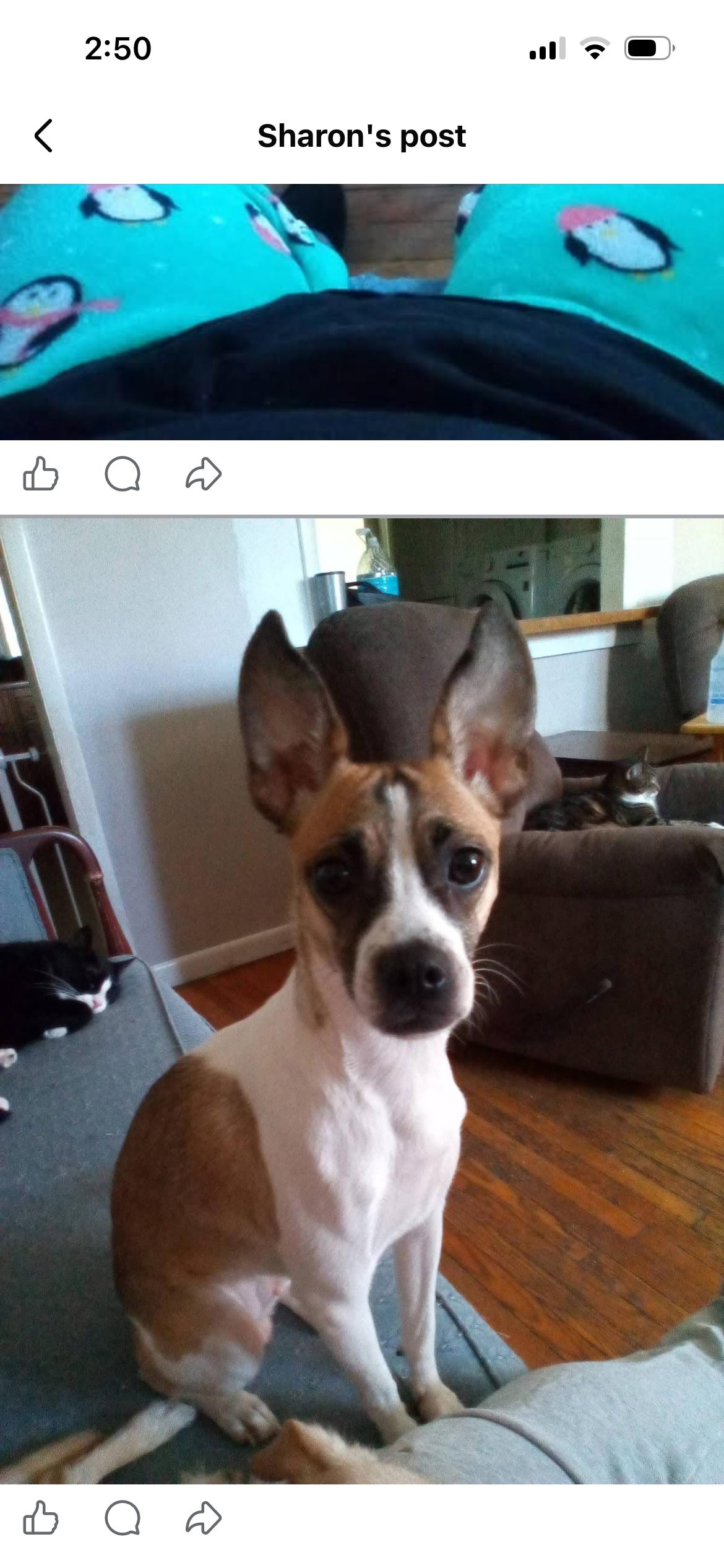 Molly - loving young fox terrier, a ADOPTABLE Fox Terrier in West Chester, PA image 2/6