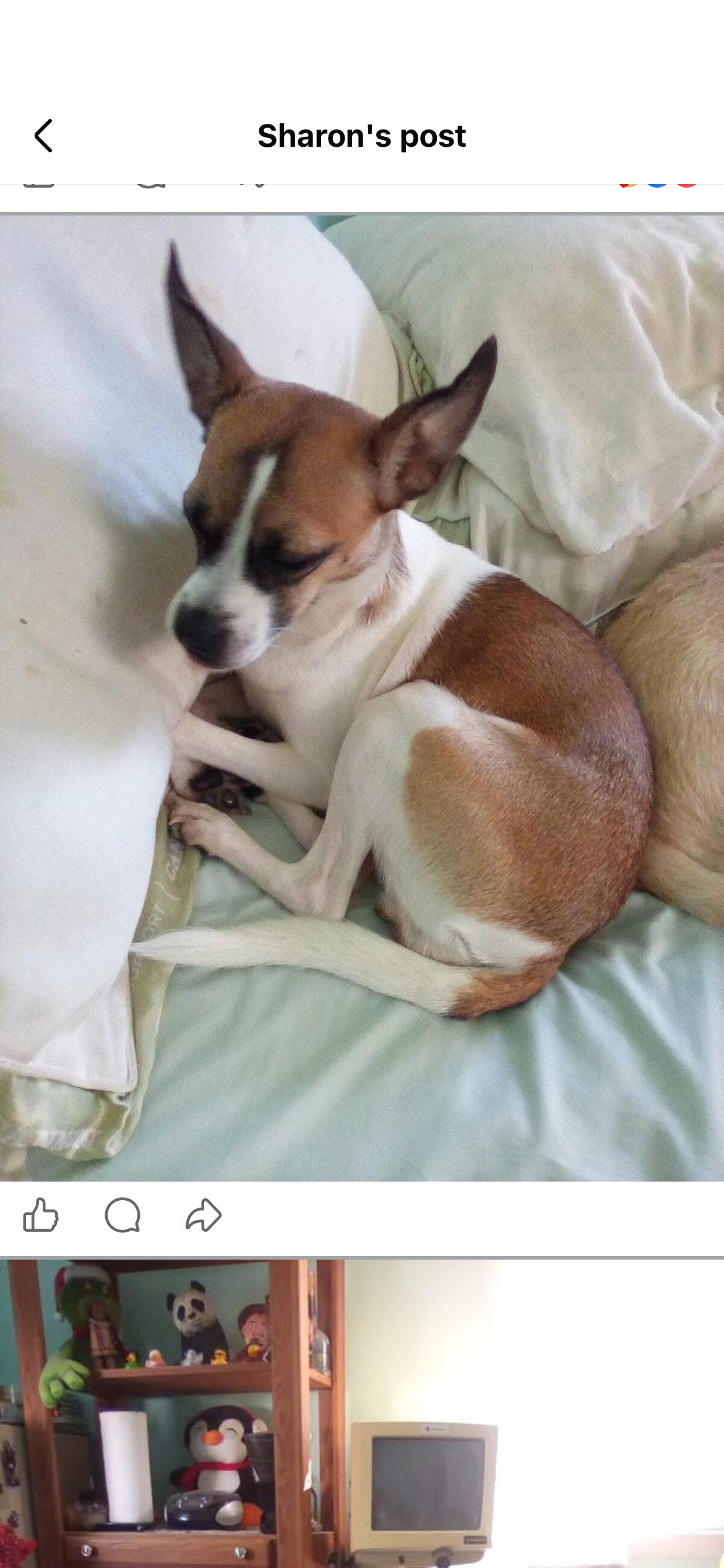 Molly - loving young fox terrier, a ADOPTABLE Fox Terrier in West Chester, PA image 5/6