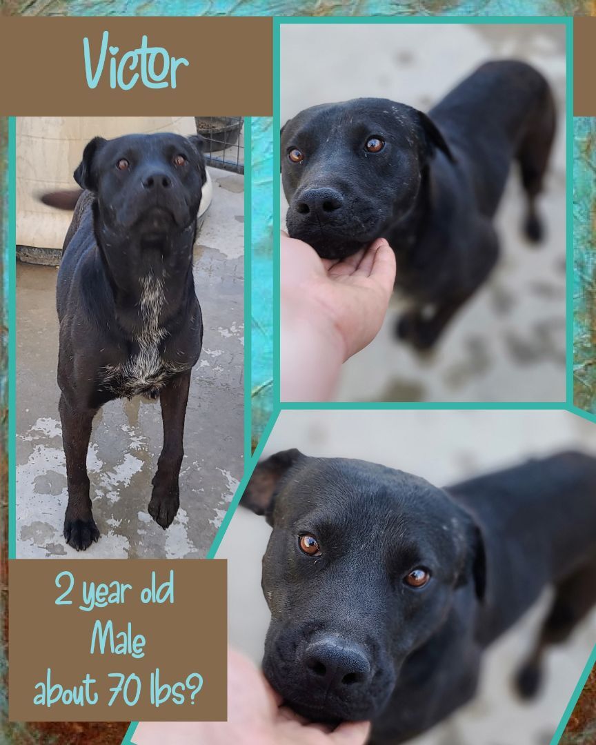Victor, Adoptable, Adult Male Black Labrador Retriever & Great Dane.