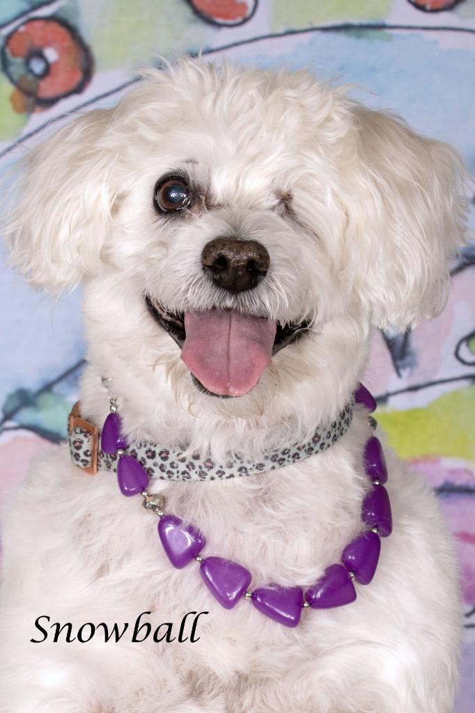 Snowball, Adoptable, Senior Female Maltese & Terrier.