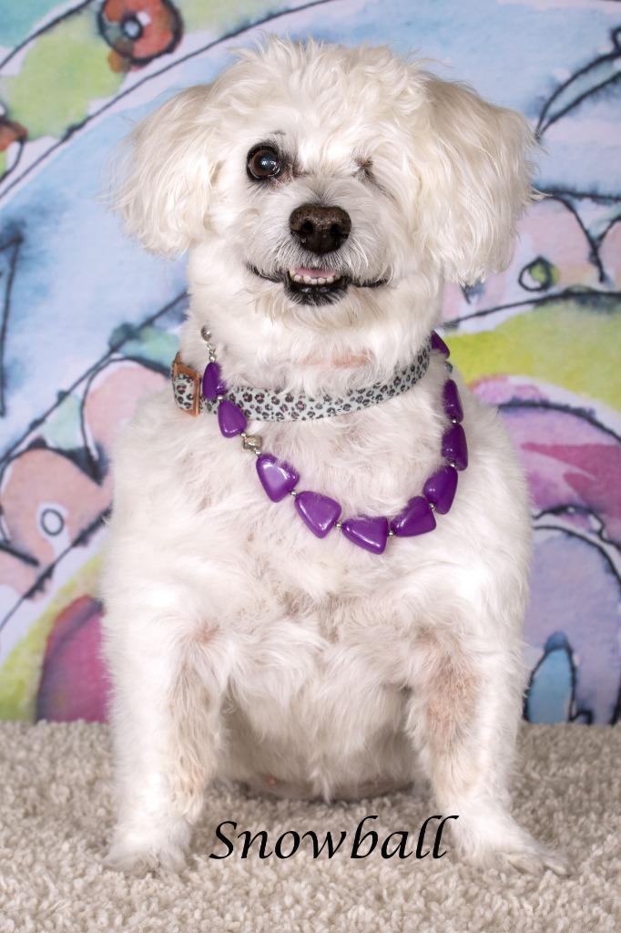 Snowball, a Adoptable mixed breed in Gilbert, AZ image 2/2