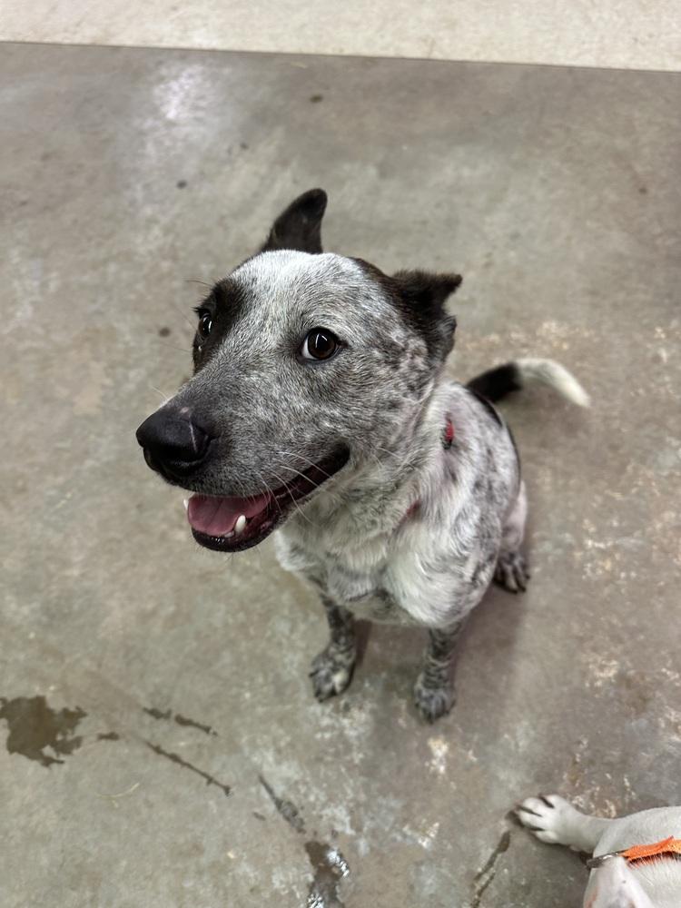 Bob, Adoptable, Young Male Australian Cattle Dog / Blue Heeler & Mixed Breed.