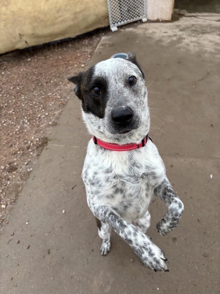Enlarge Bob, a Adoptable mixed breed in Rapid City, SD image 2/6