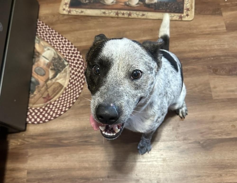 Enlarge Bob, a Adoptable mixed breed in Rapid City, SD image 3/6